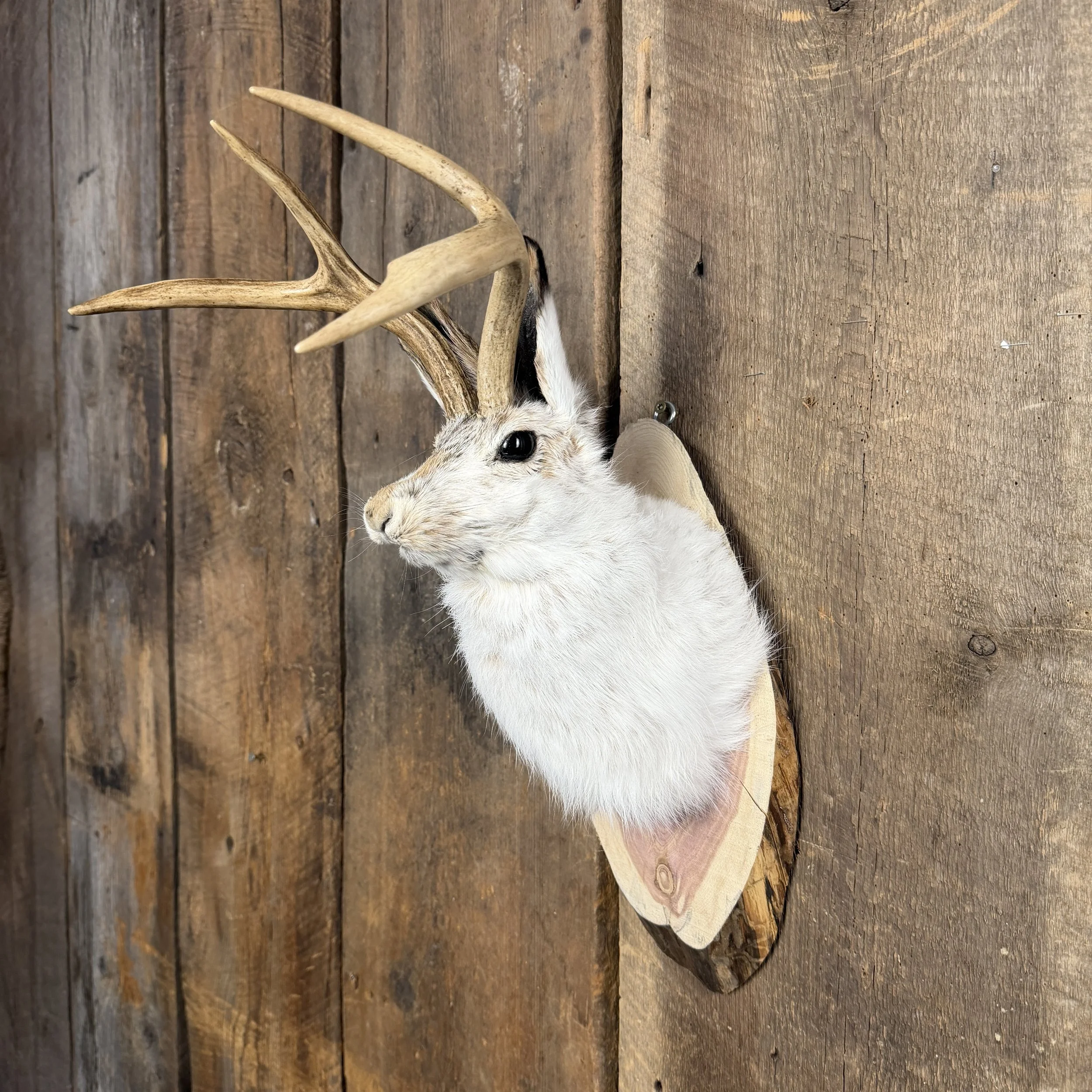 Jackalope Mount SQ2355