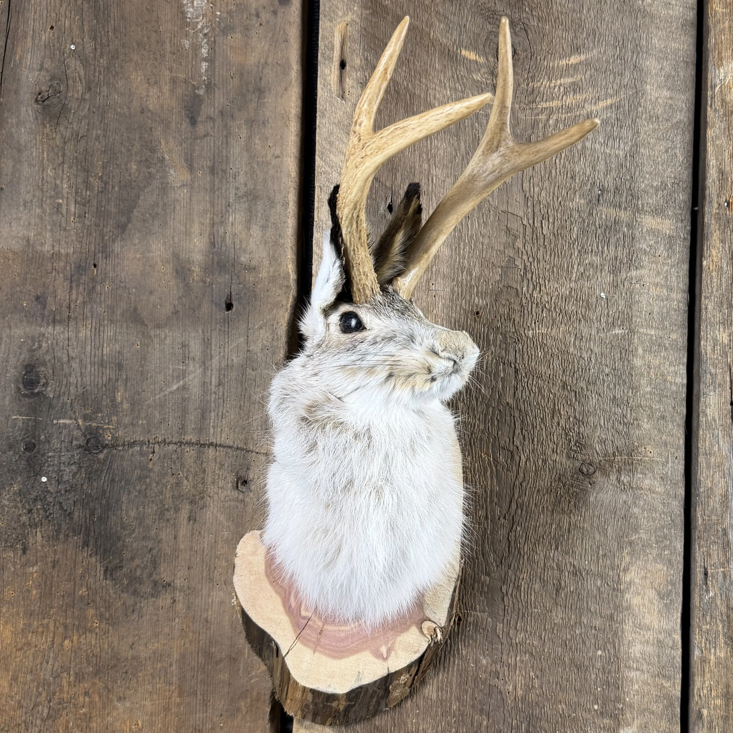 Jackalope Mount (Head Turned) SQ4850