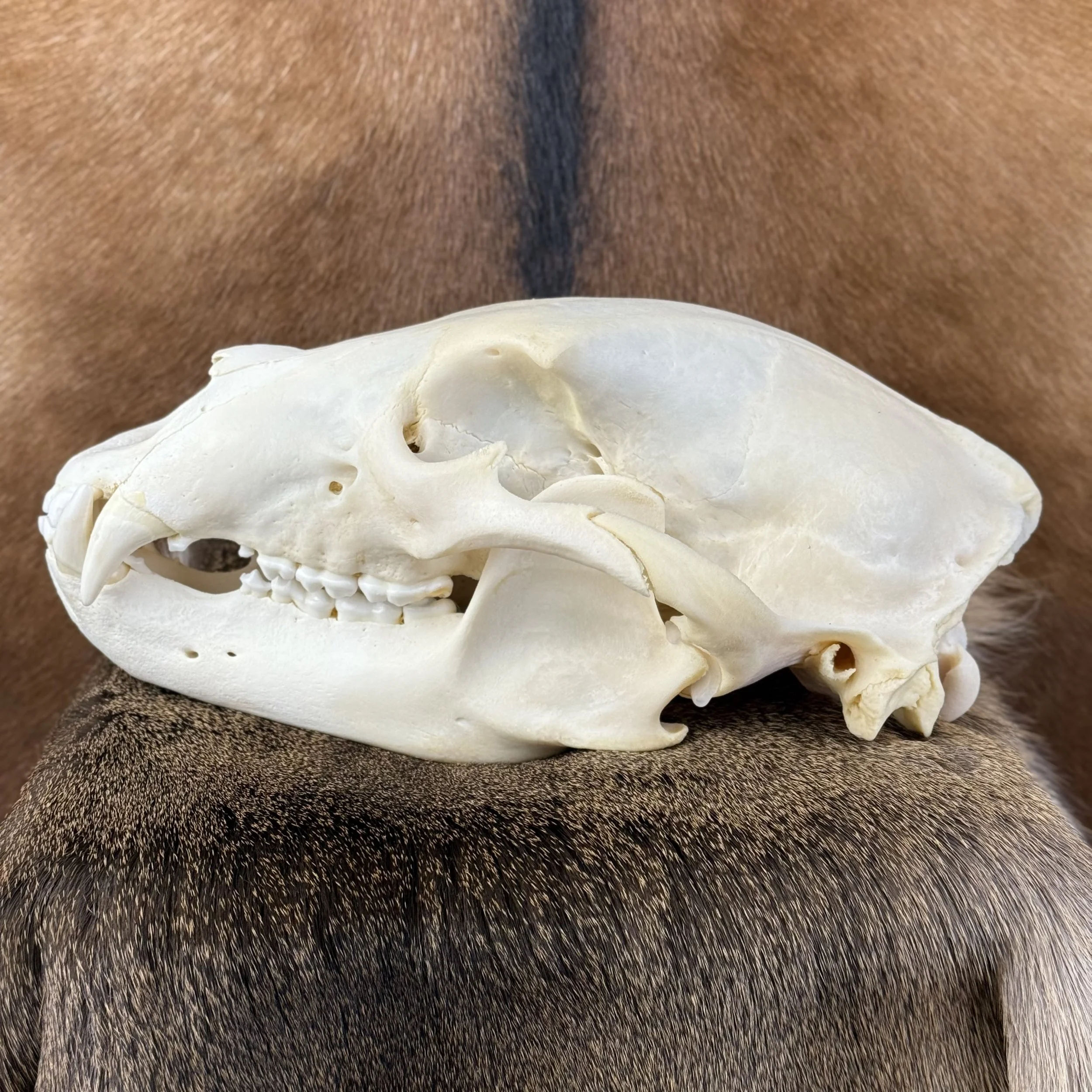 Black Bear Skull