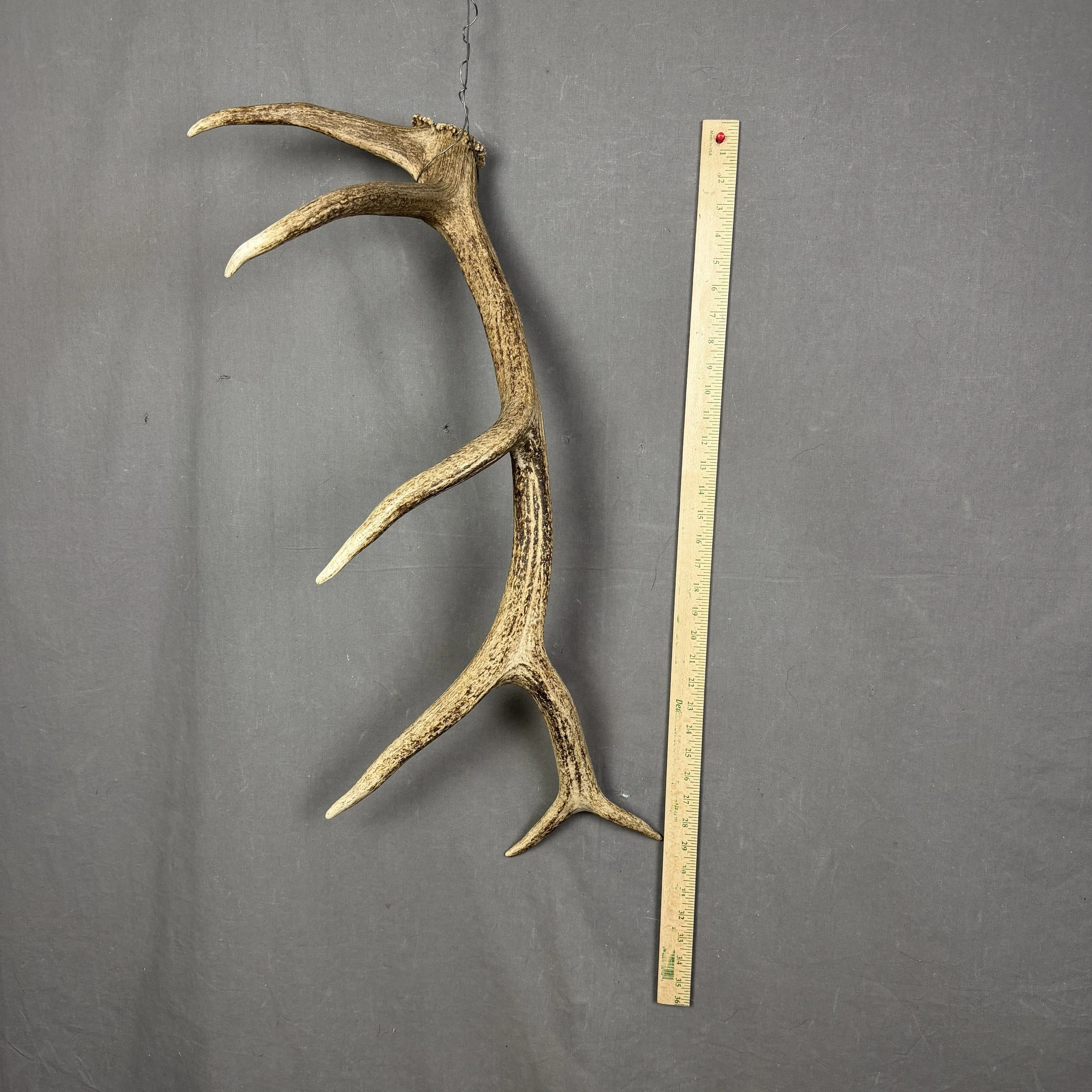 Elk Antler