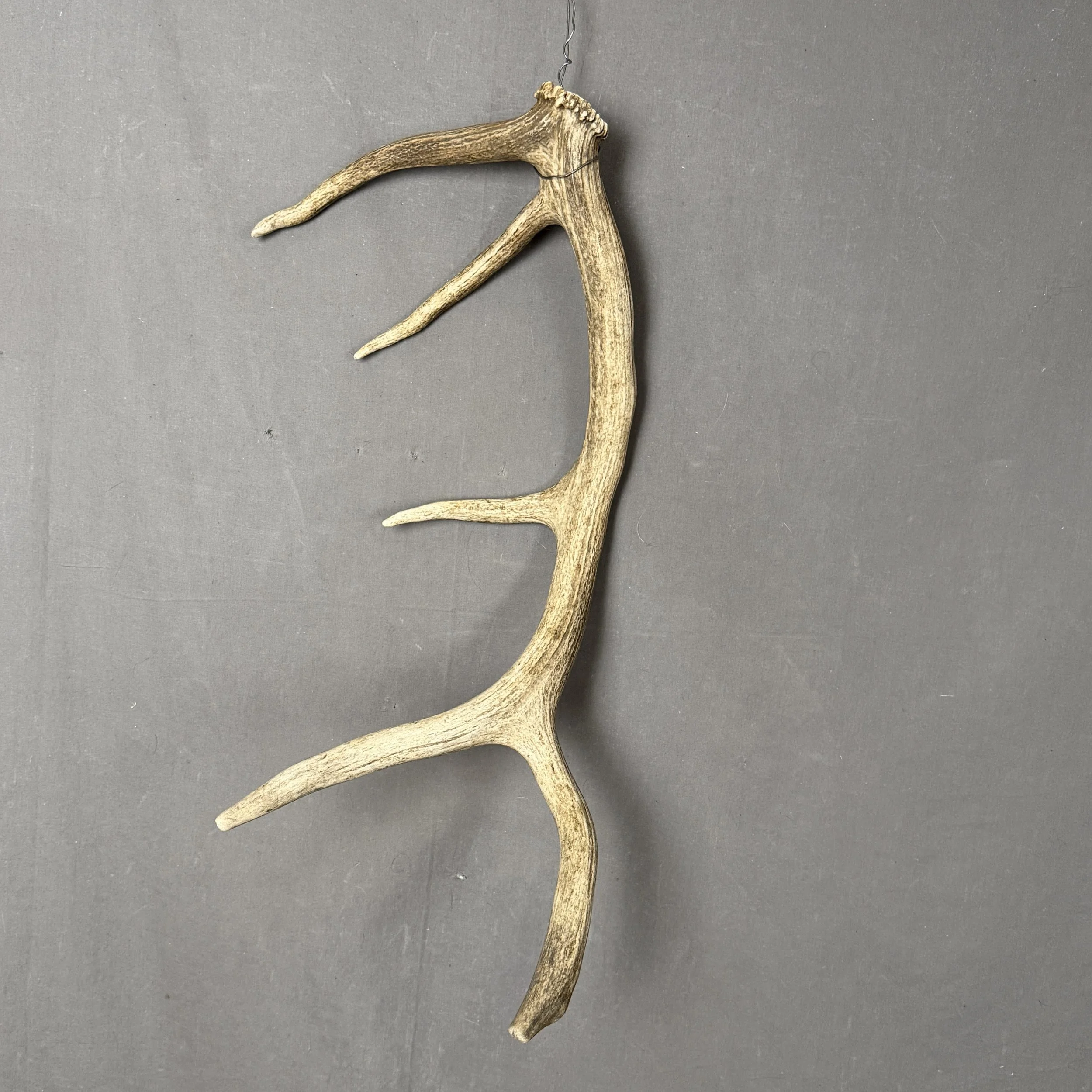 Elk Antler