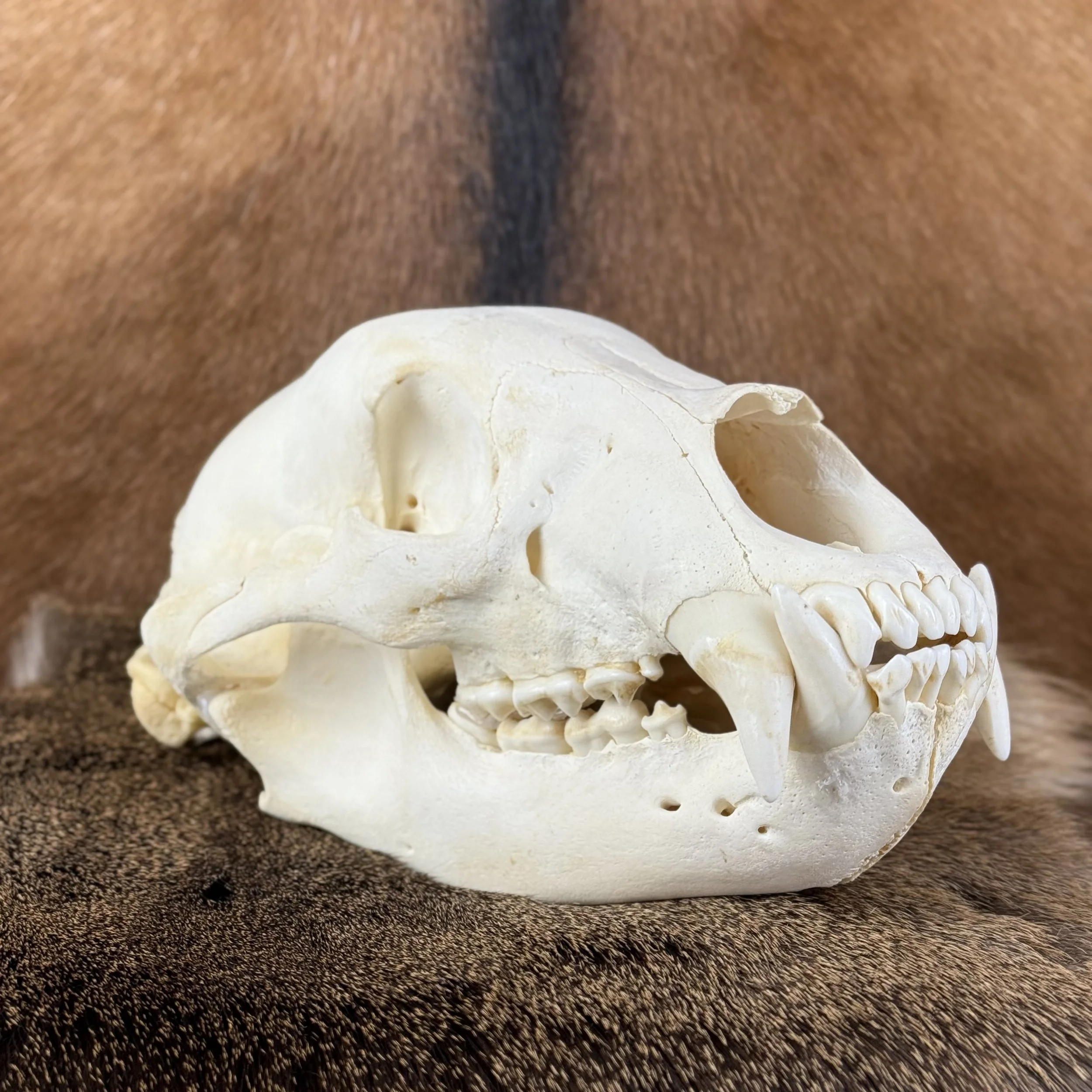 Black Bear Skull
