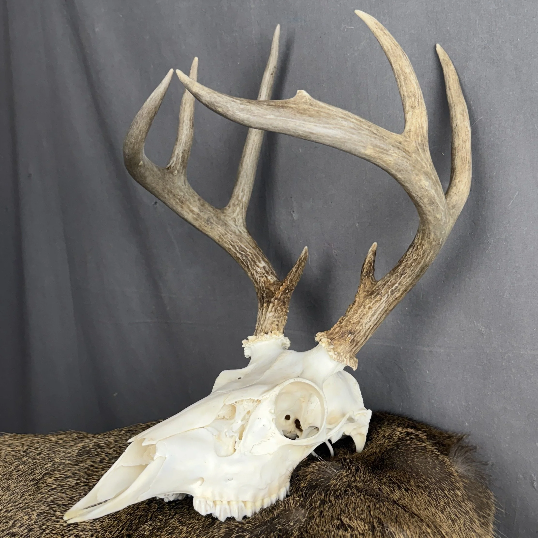 White Tail Deer Skull
