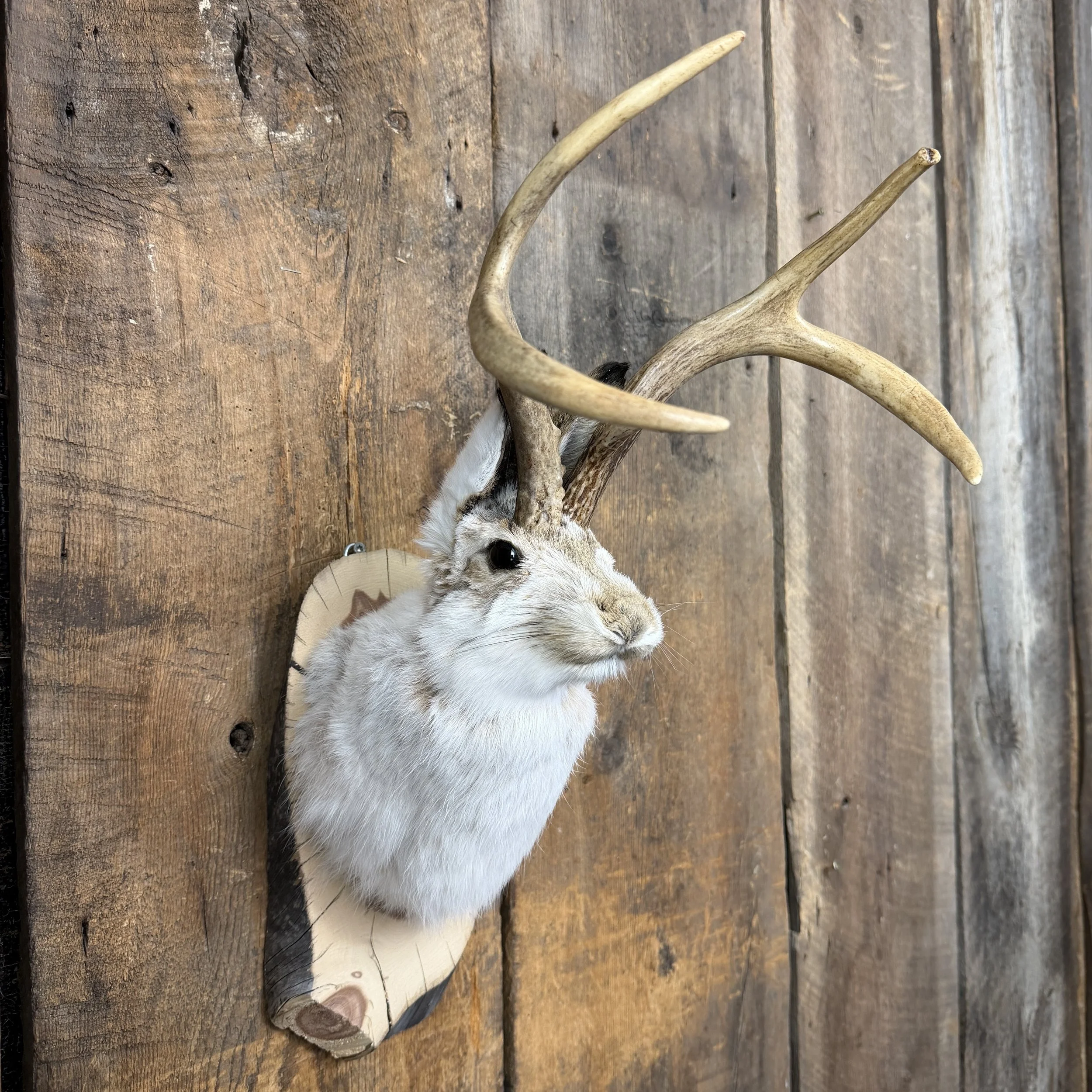 jackalope mount