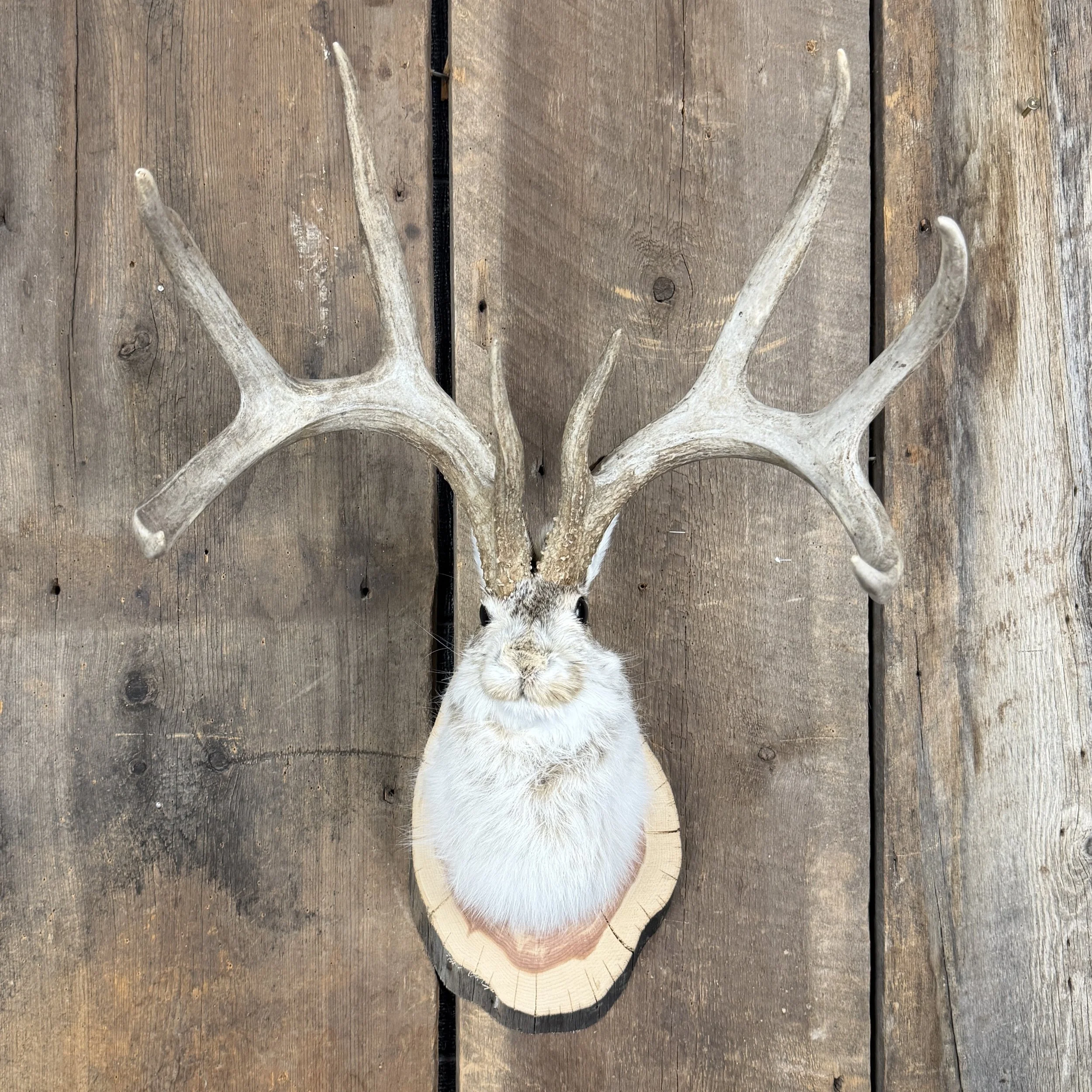 jackalope mount