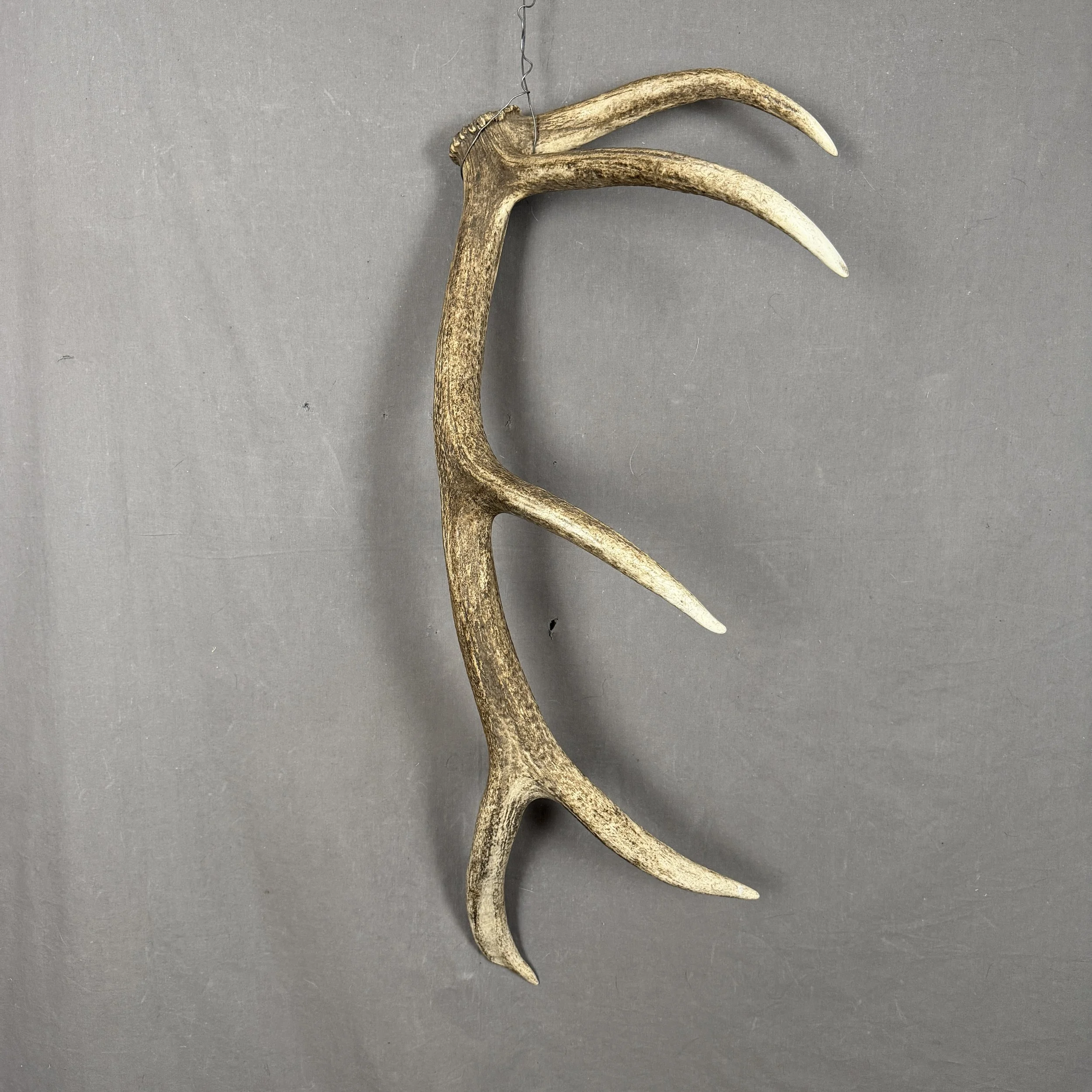 Elk Antler #11