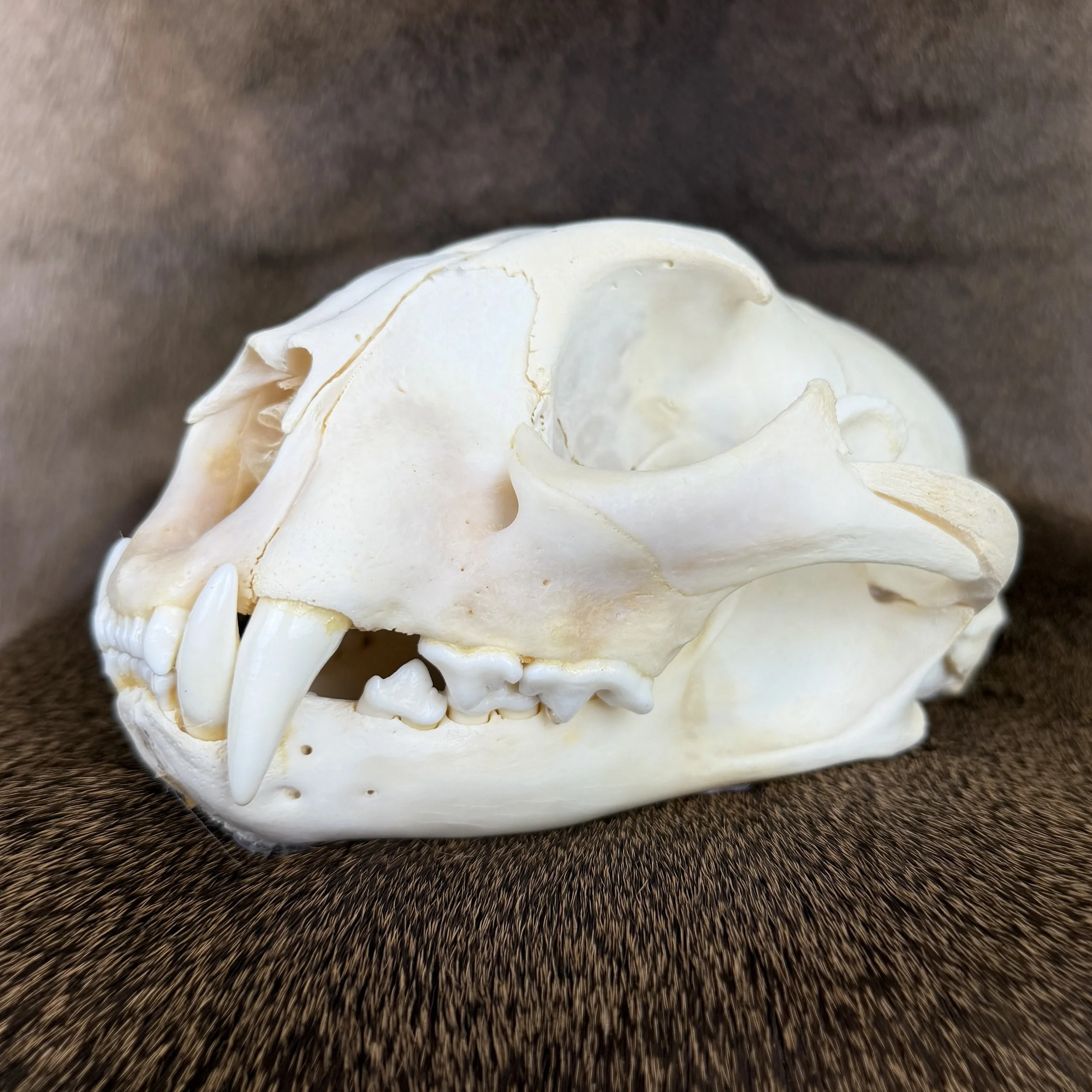 cougar skull