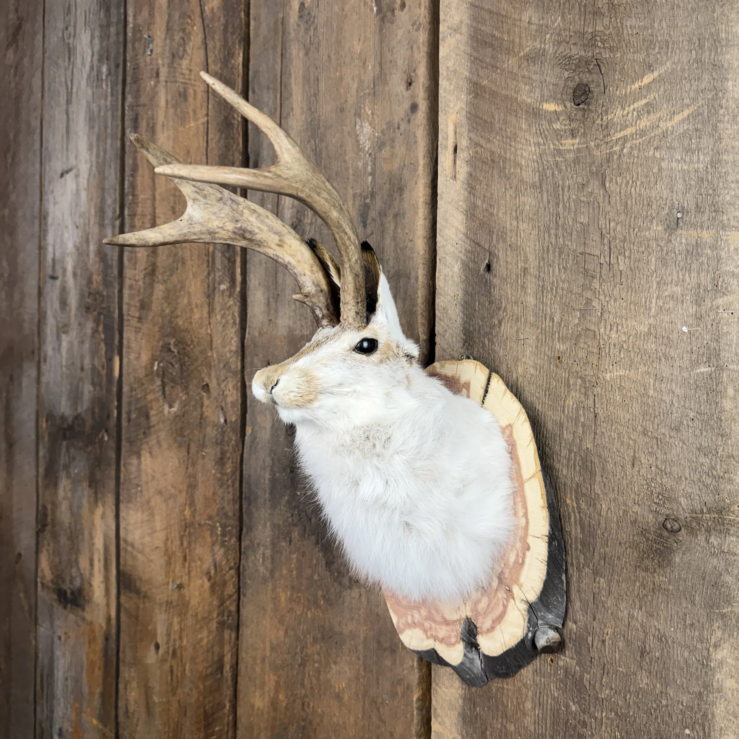 jackalope mount