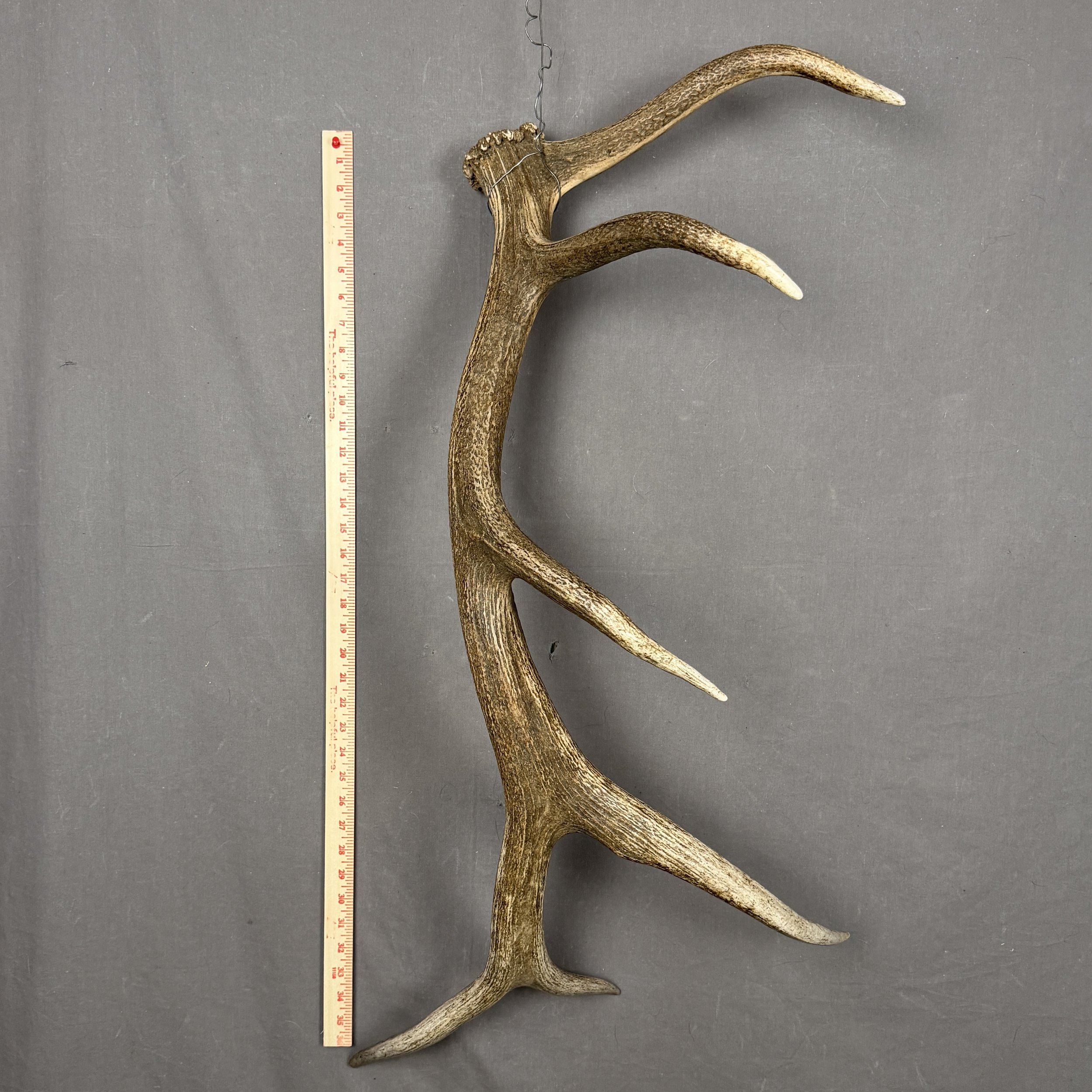 Elk Antler