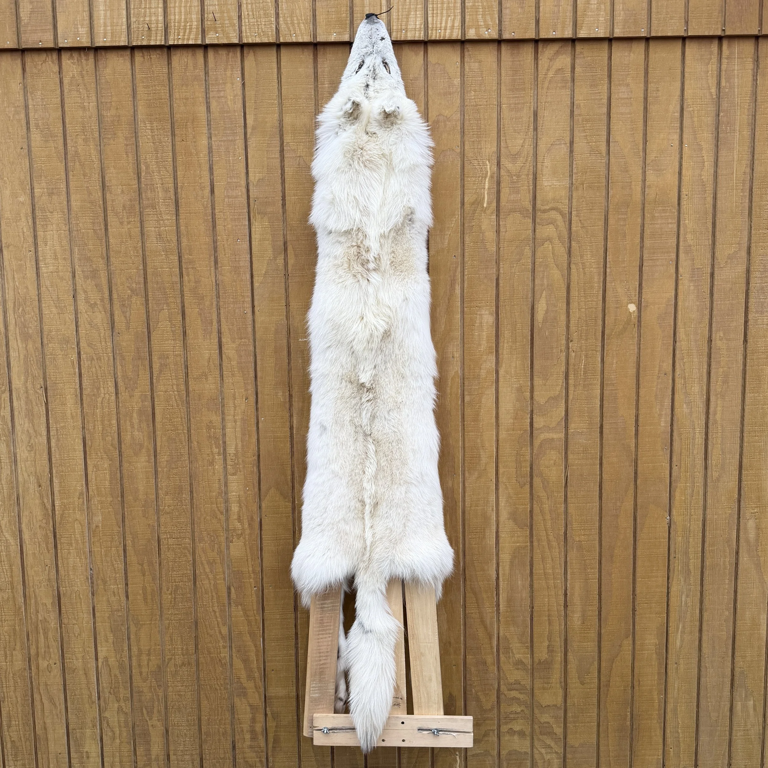 wolf hide