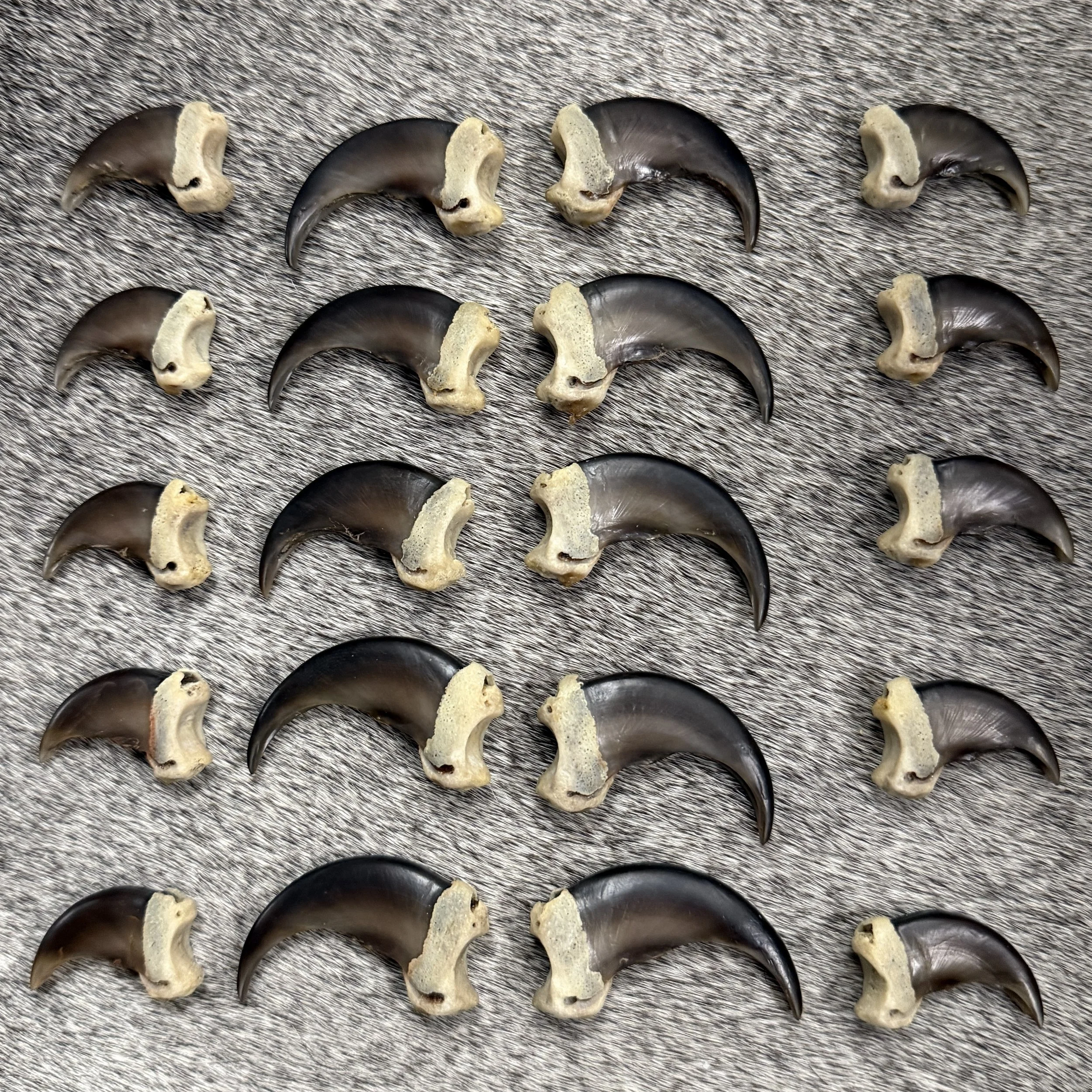 black bear claws