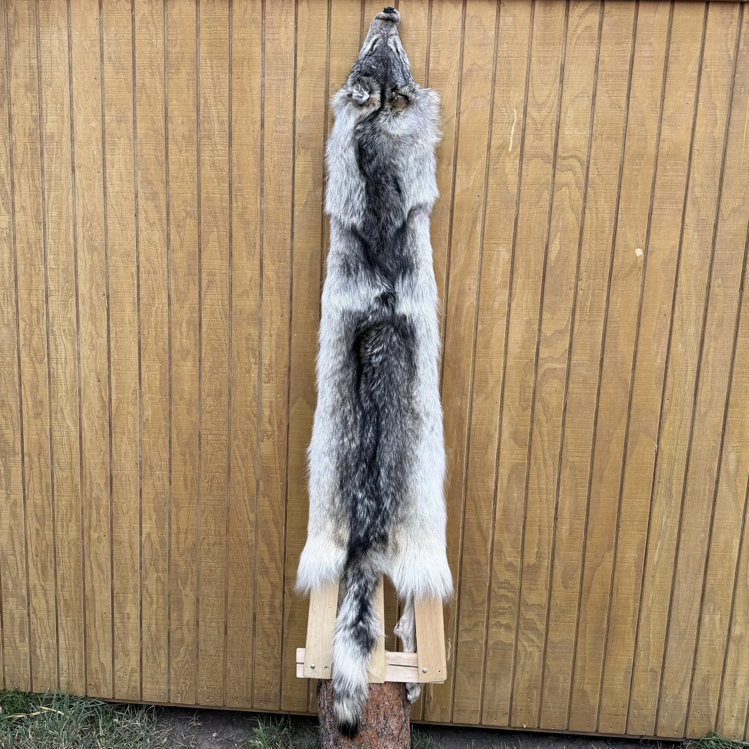 wolf hide