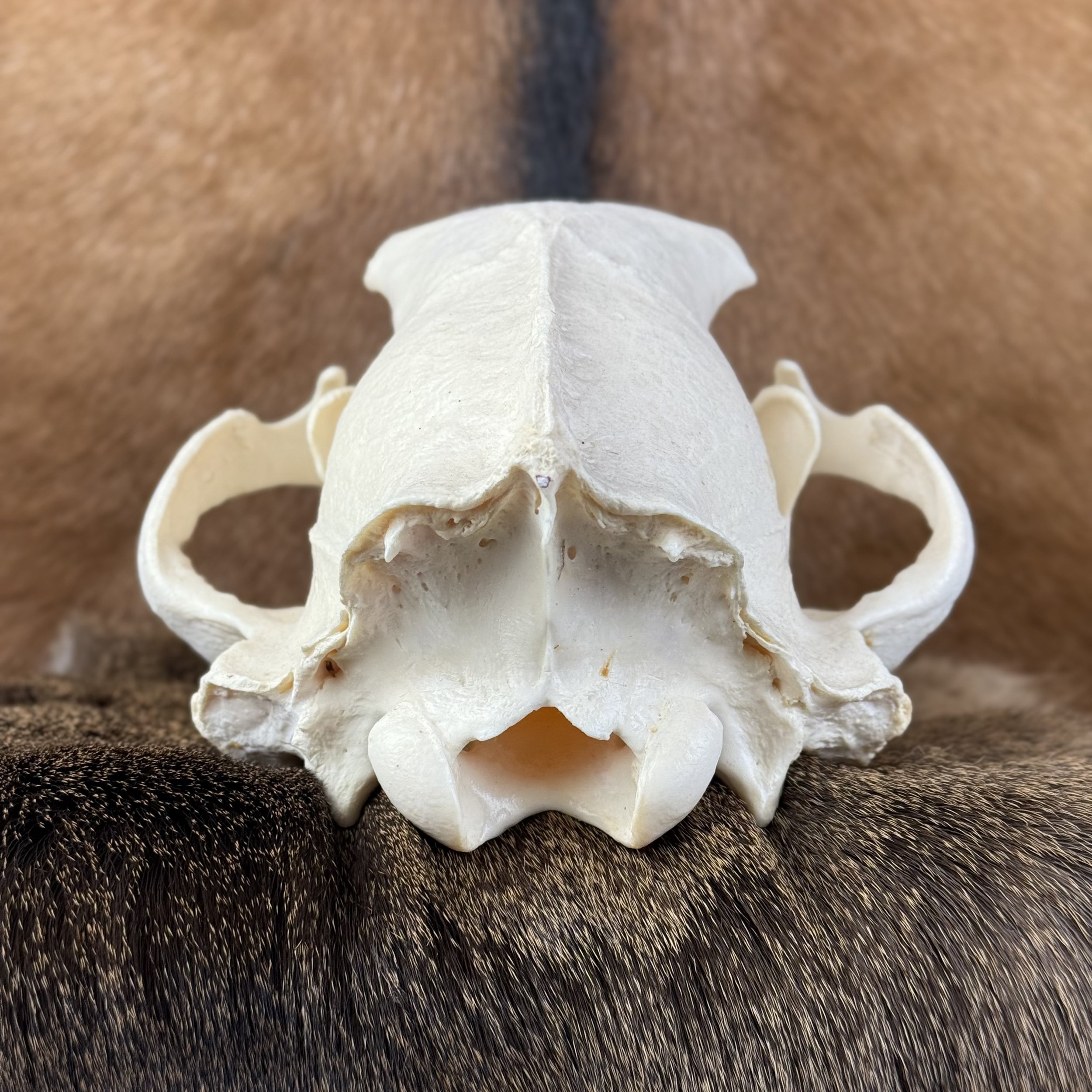 Black Bear Skull