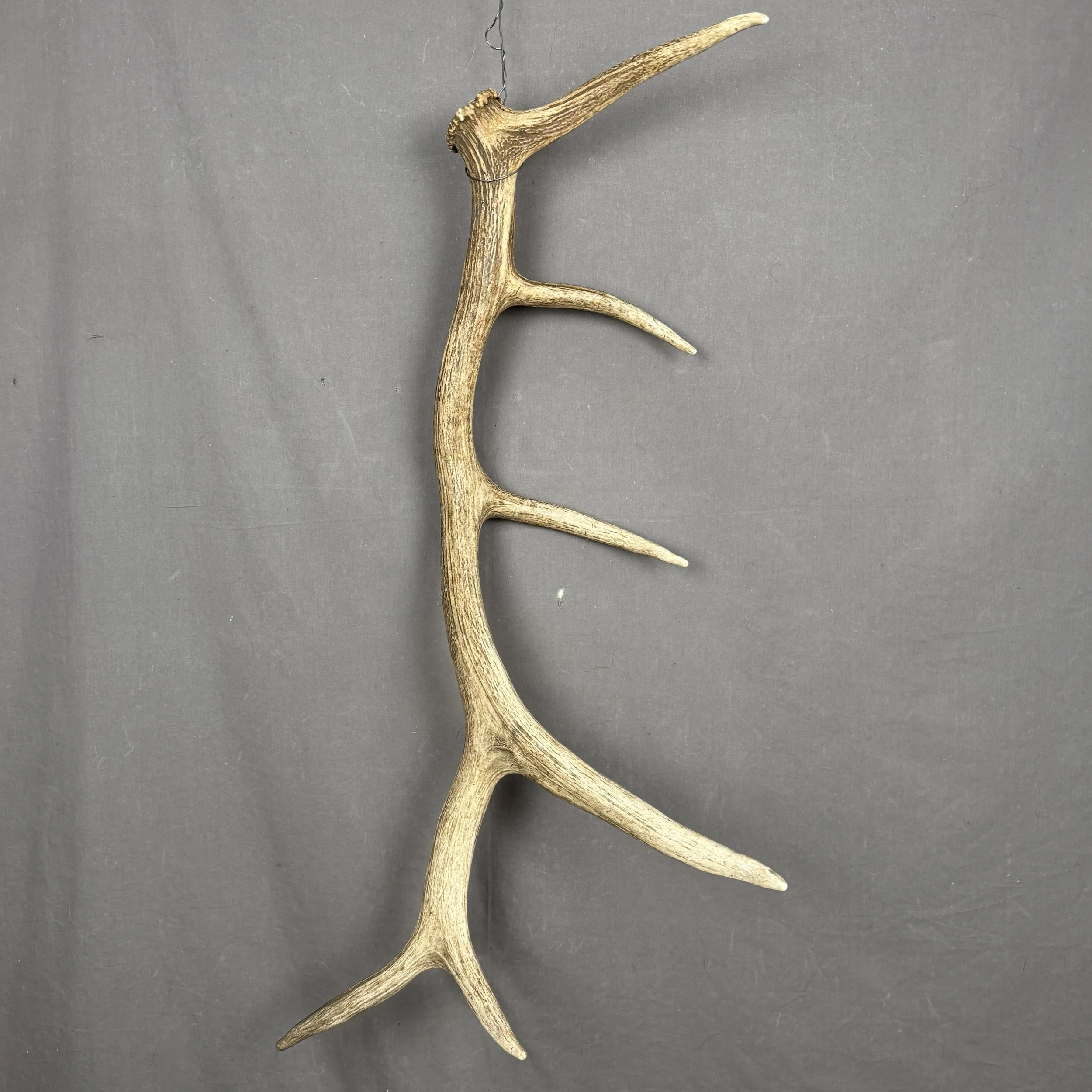 Elk Antler