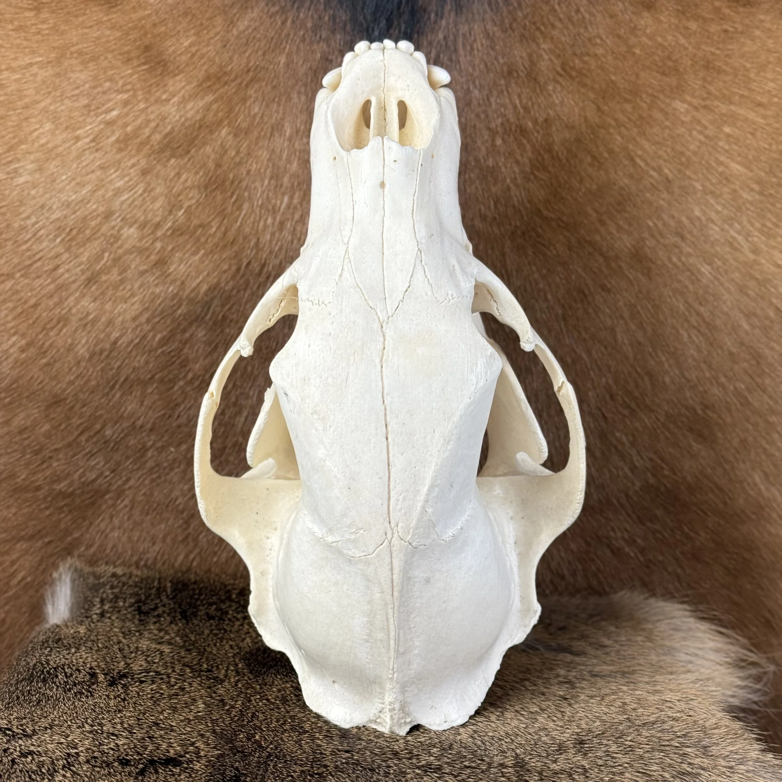 Black Bear Skull