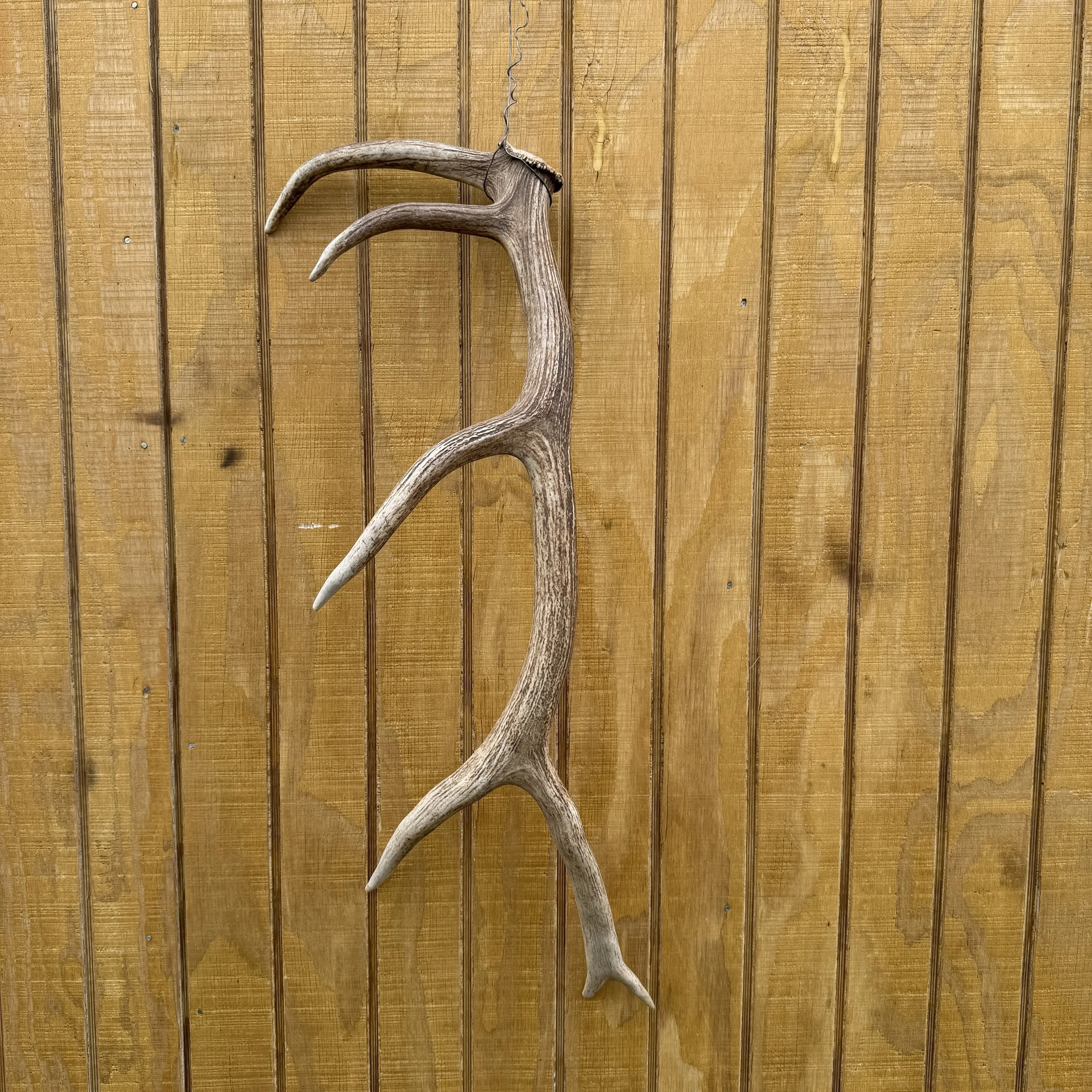 Elk Antler #10