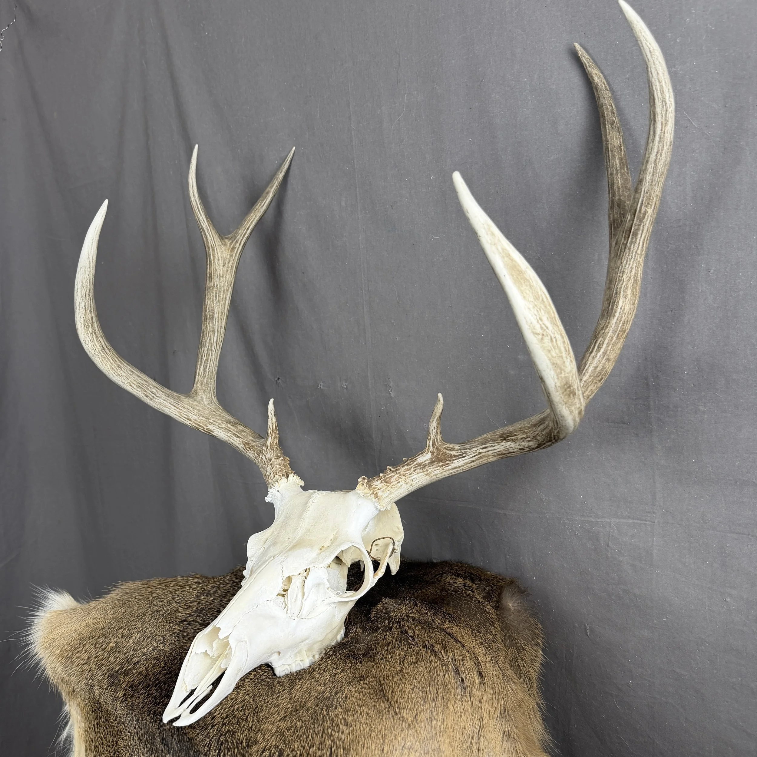 Mule Deer Skull