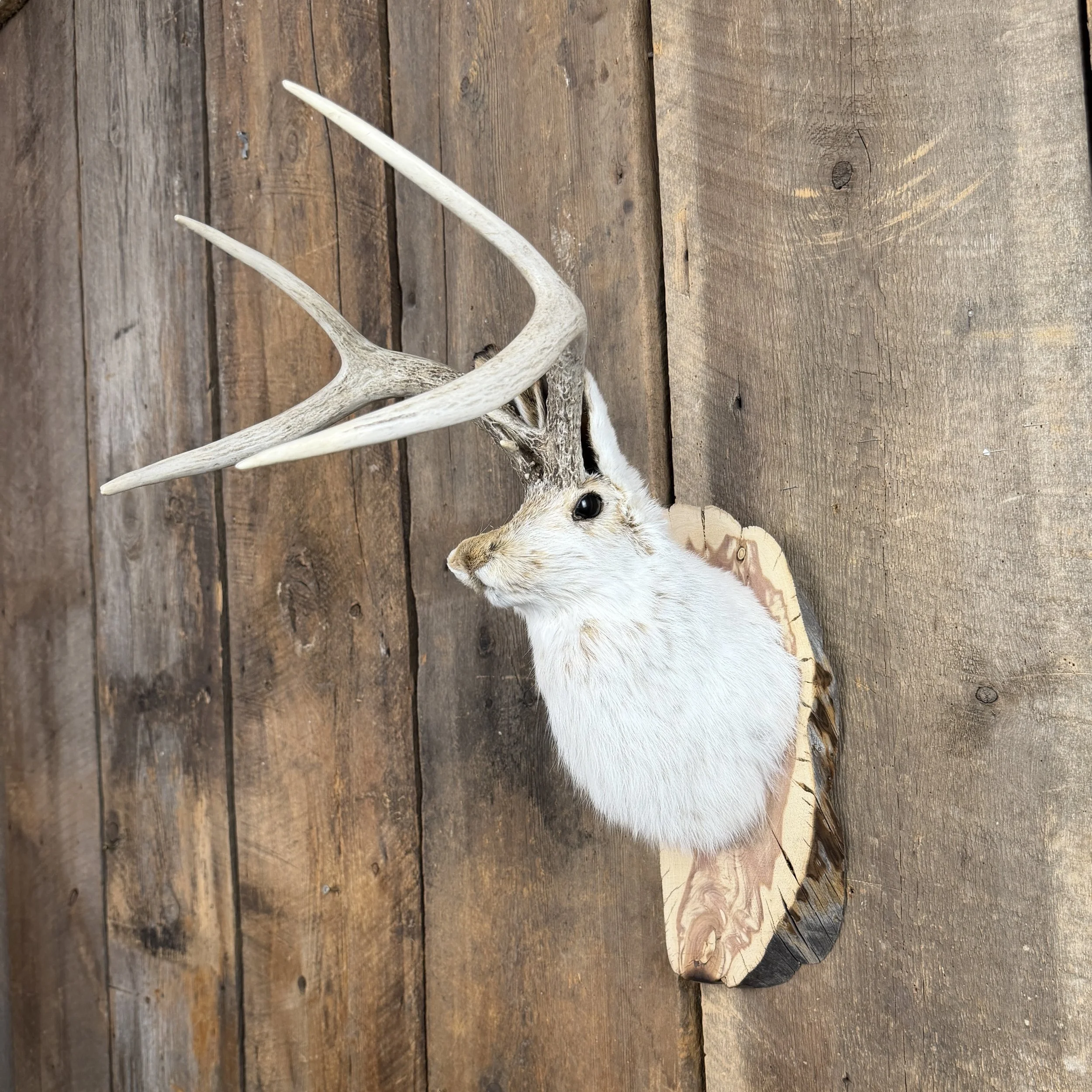 jackalope mount