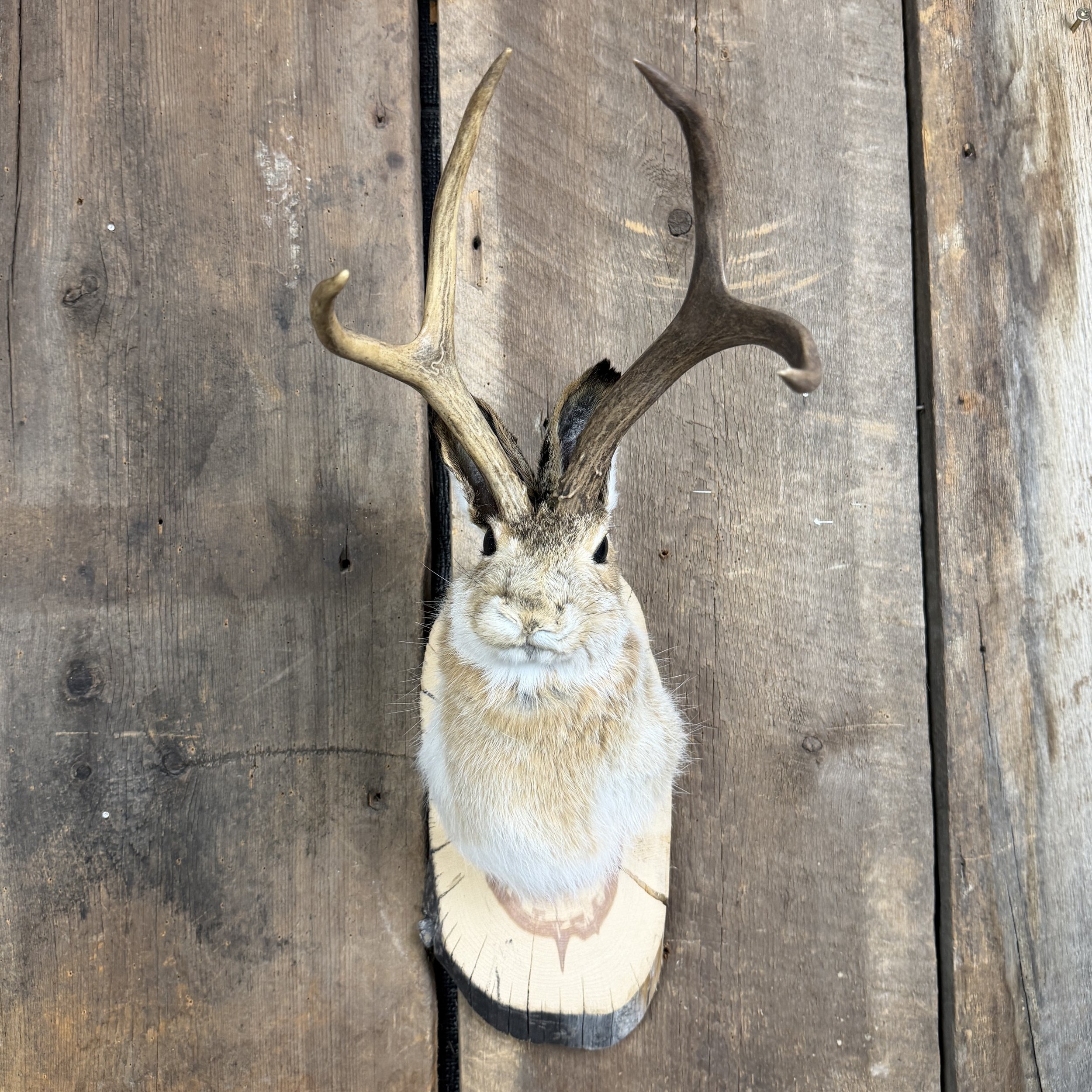 jackalope mount
