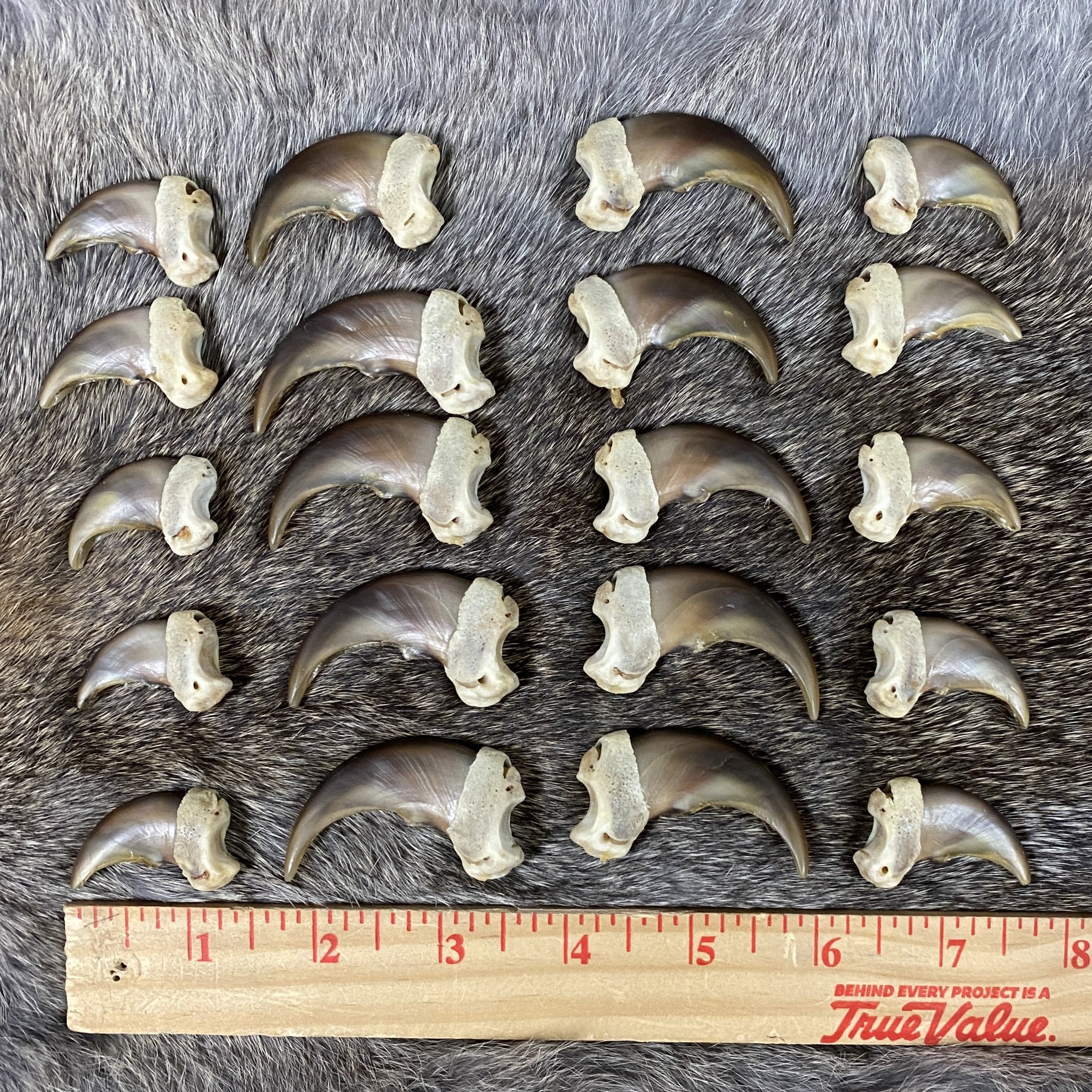 Bear Claw