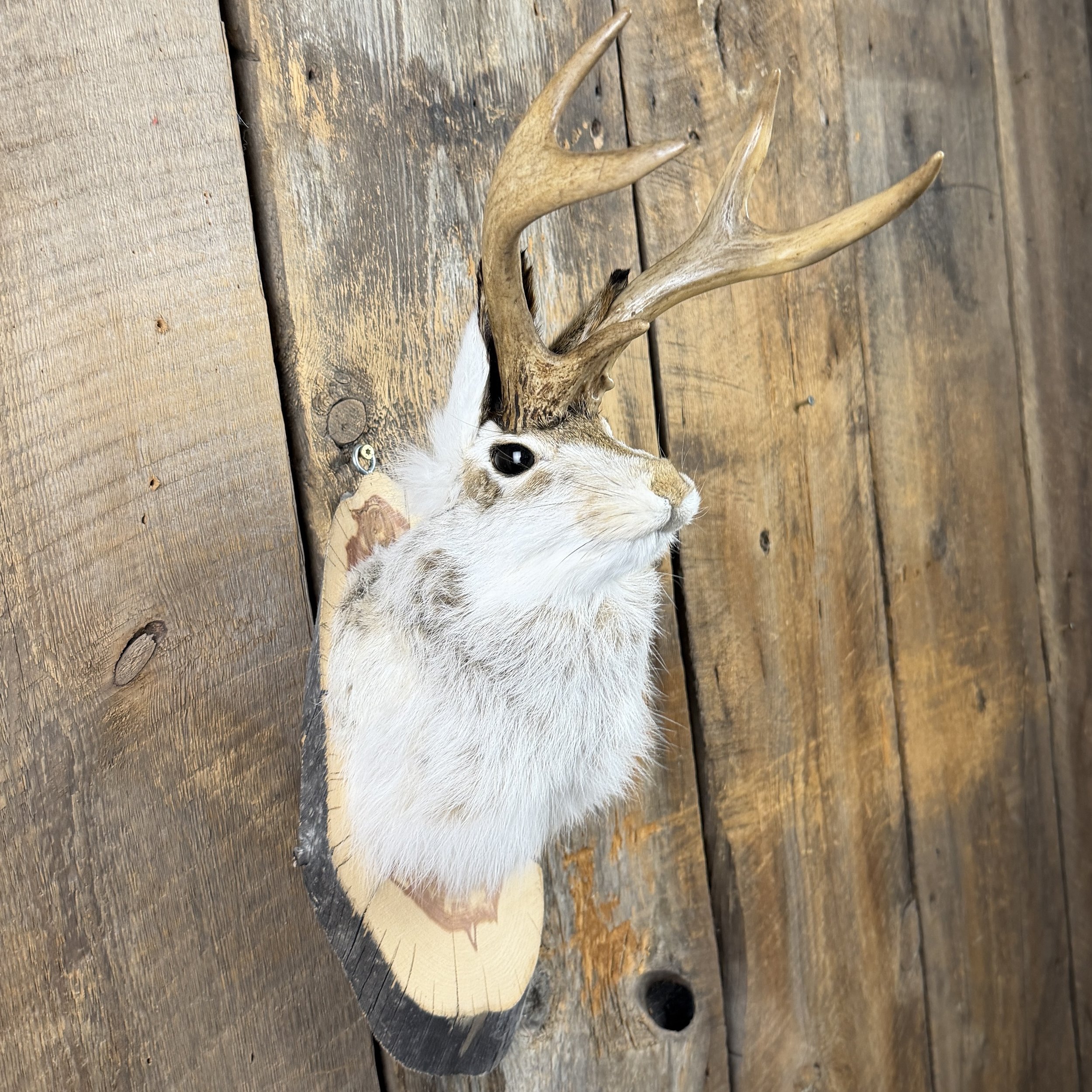 Jackalope Mount SQ0247