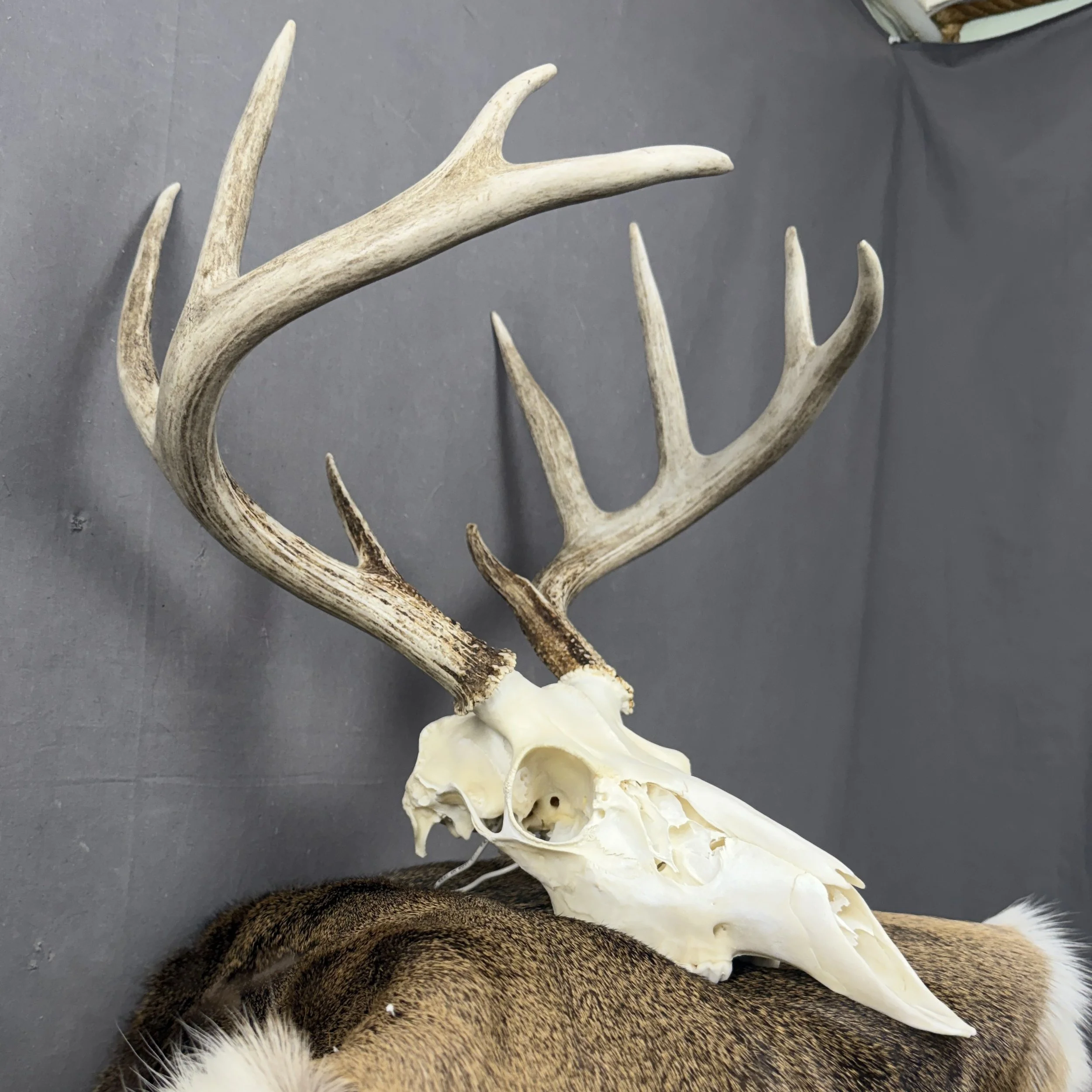 White Tail Deer Skull