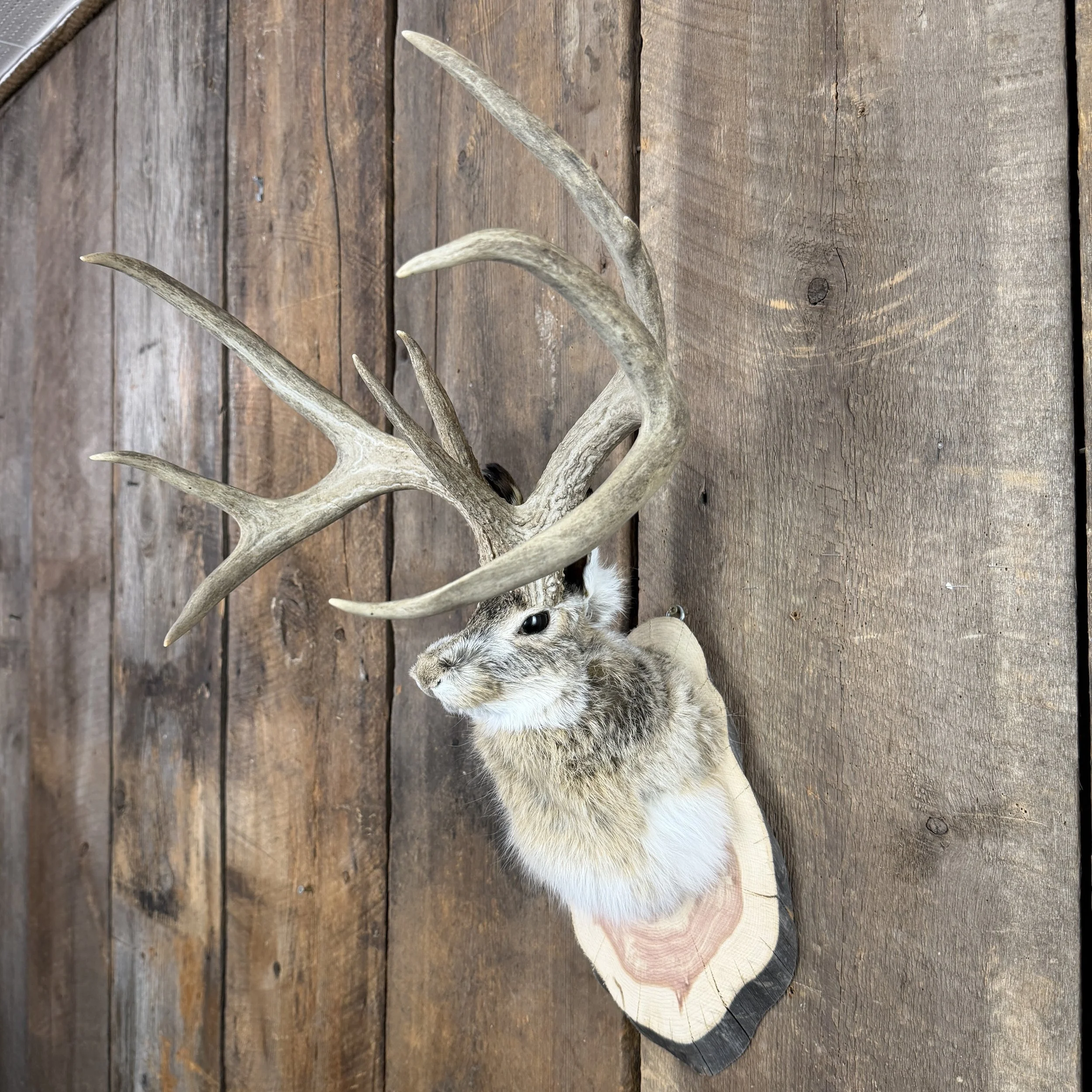 jackalope mount