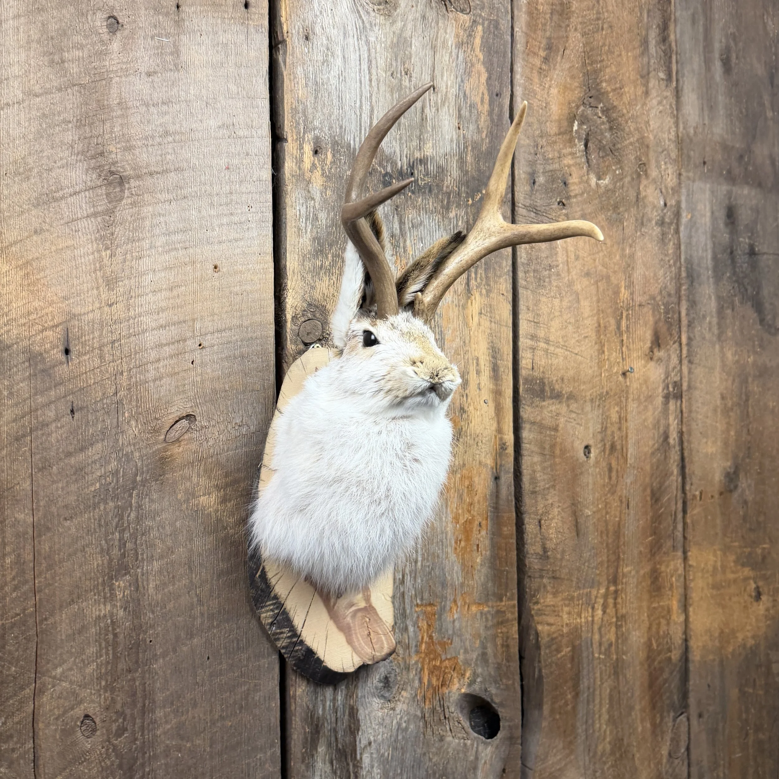 jackalope mount