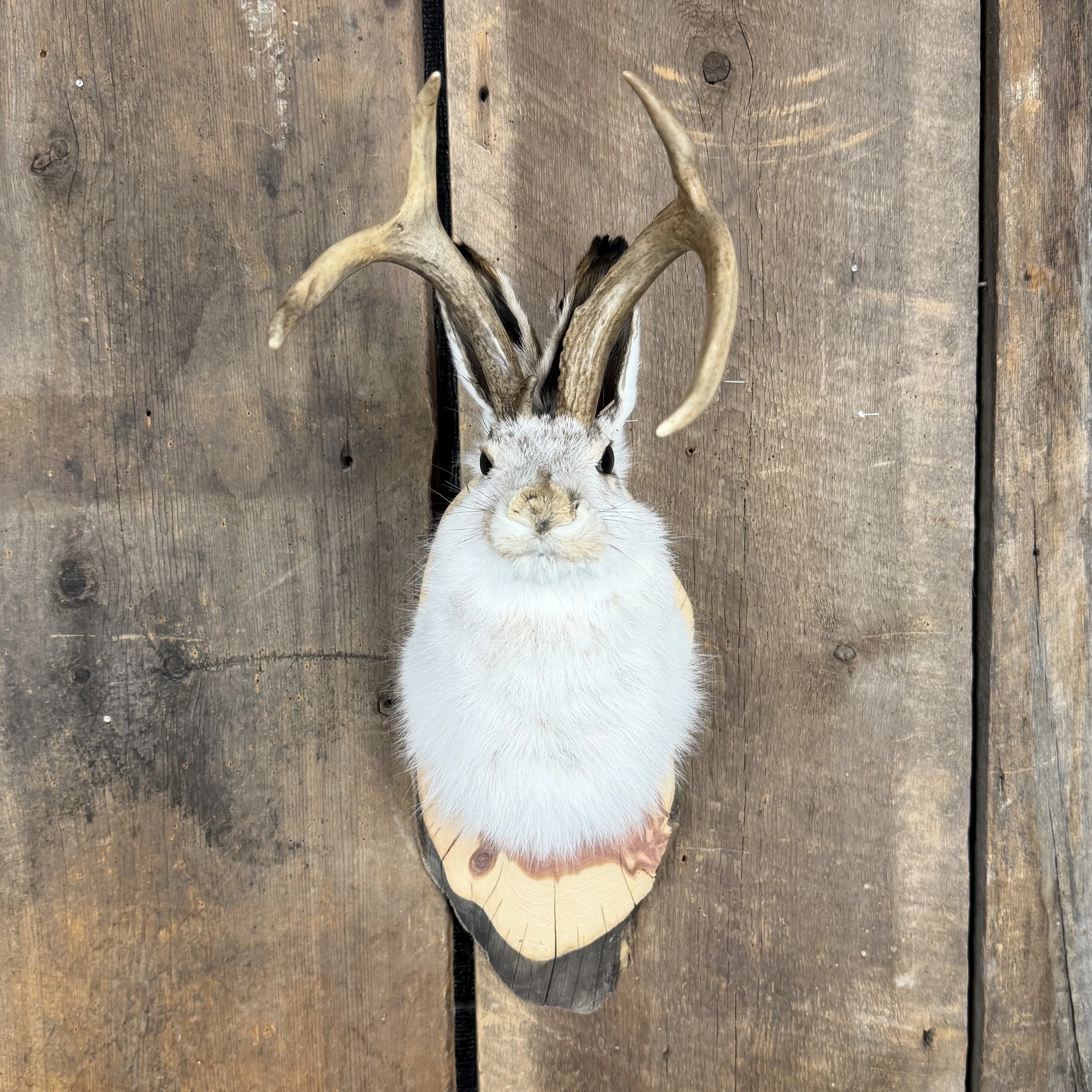 jackalope mount