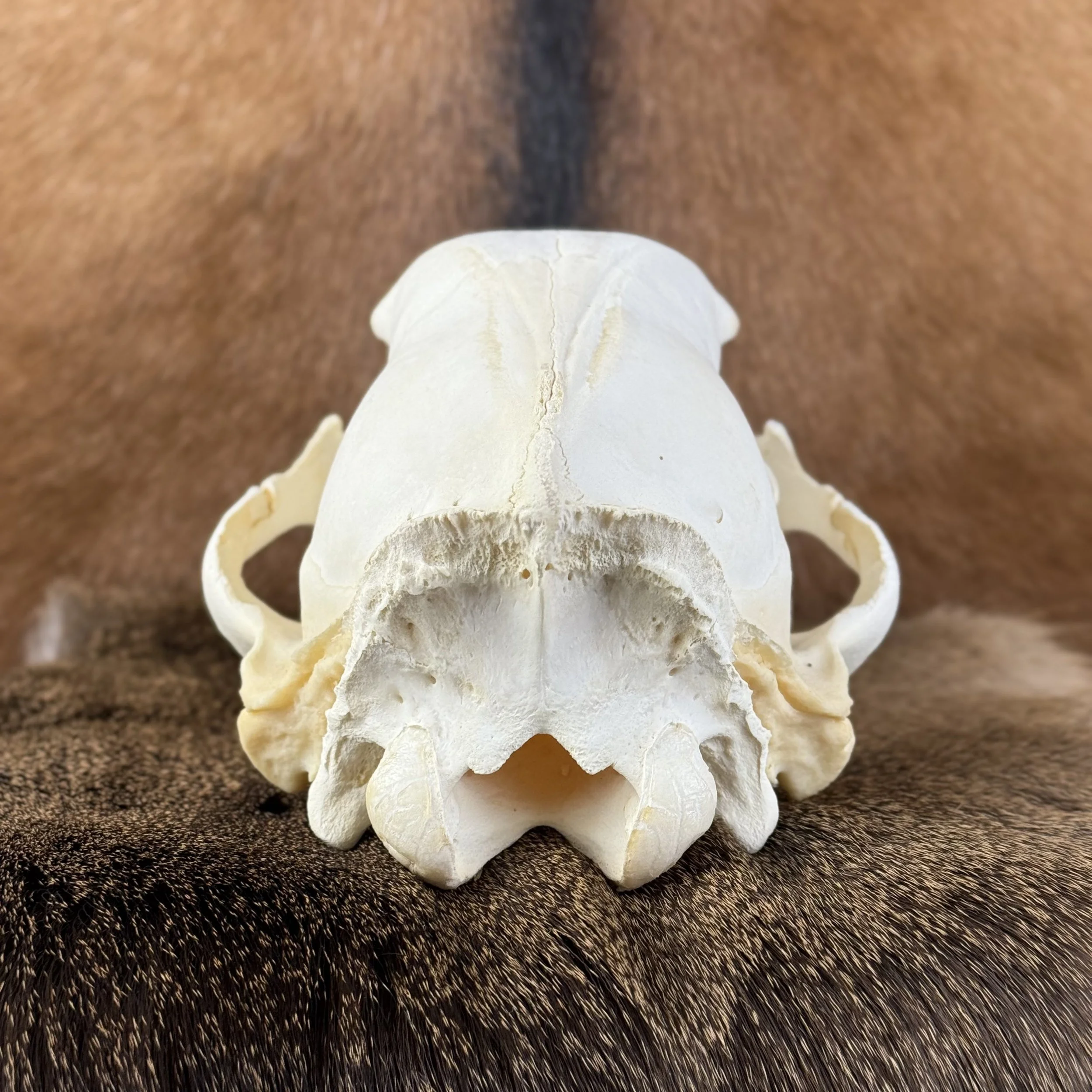 Black Bear Skull