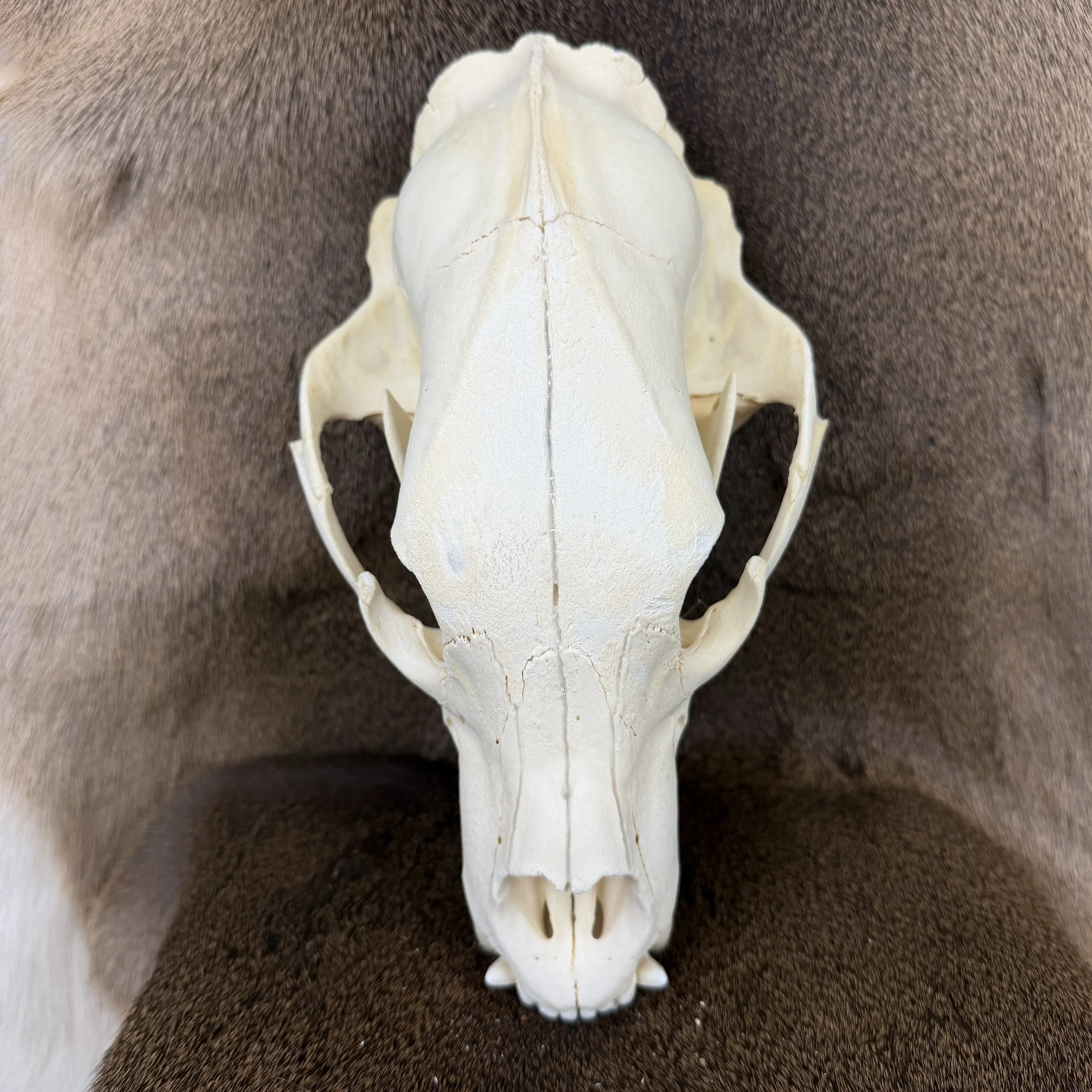 black bear skull