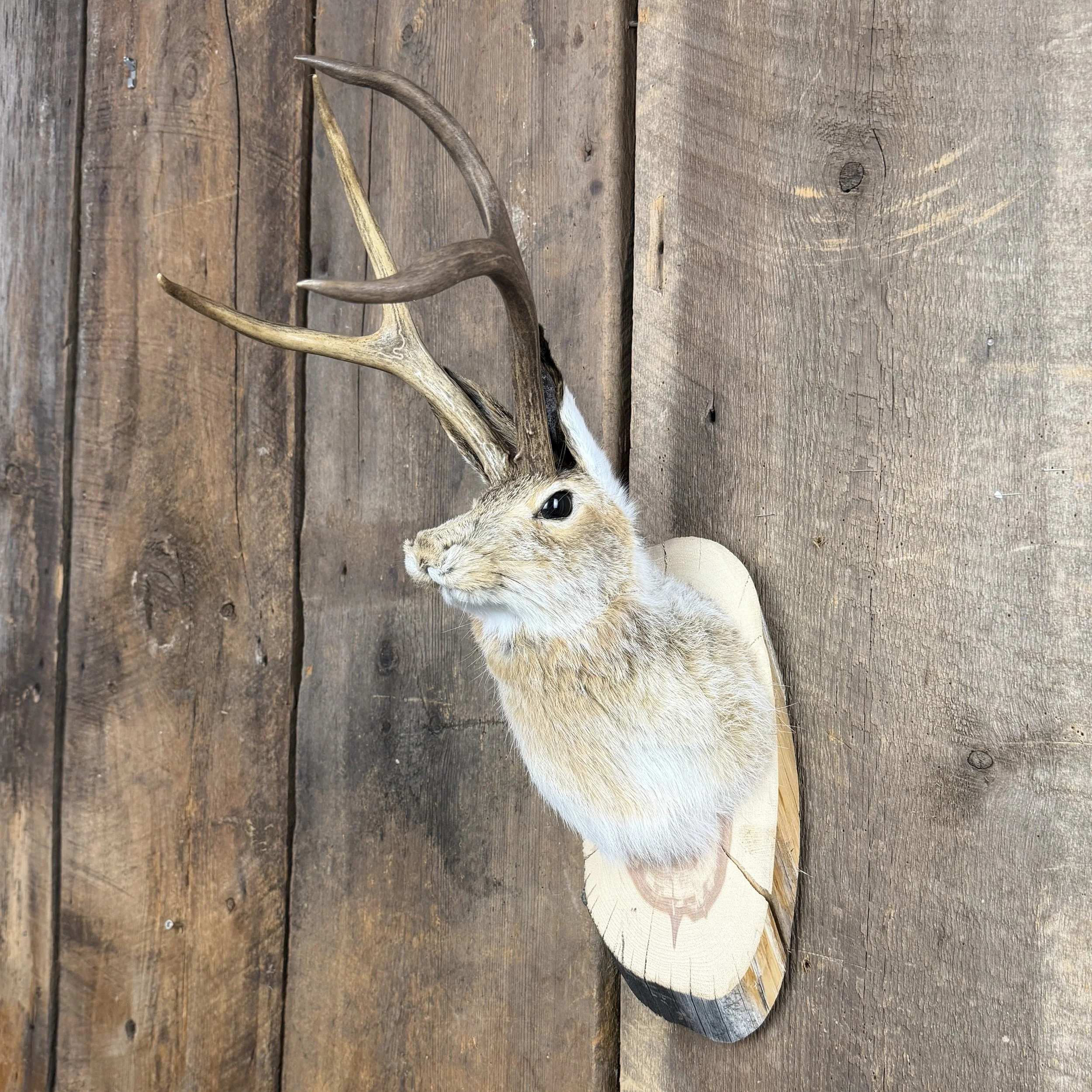 Jackalope Mount SQ7376