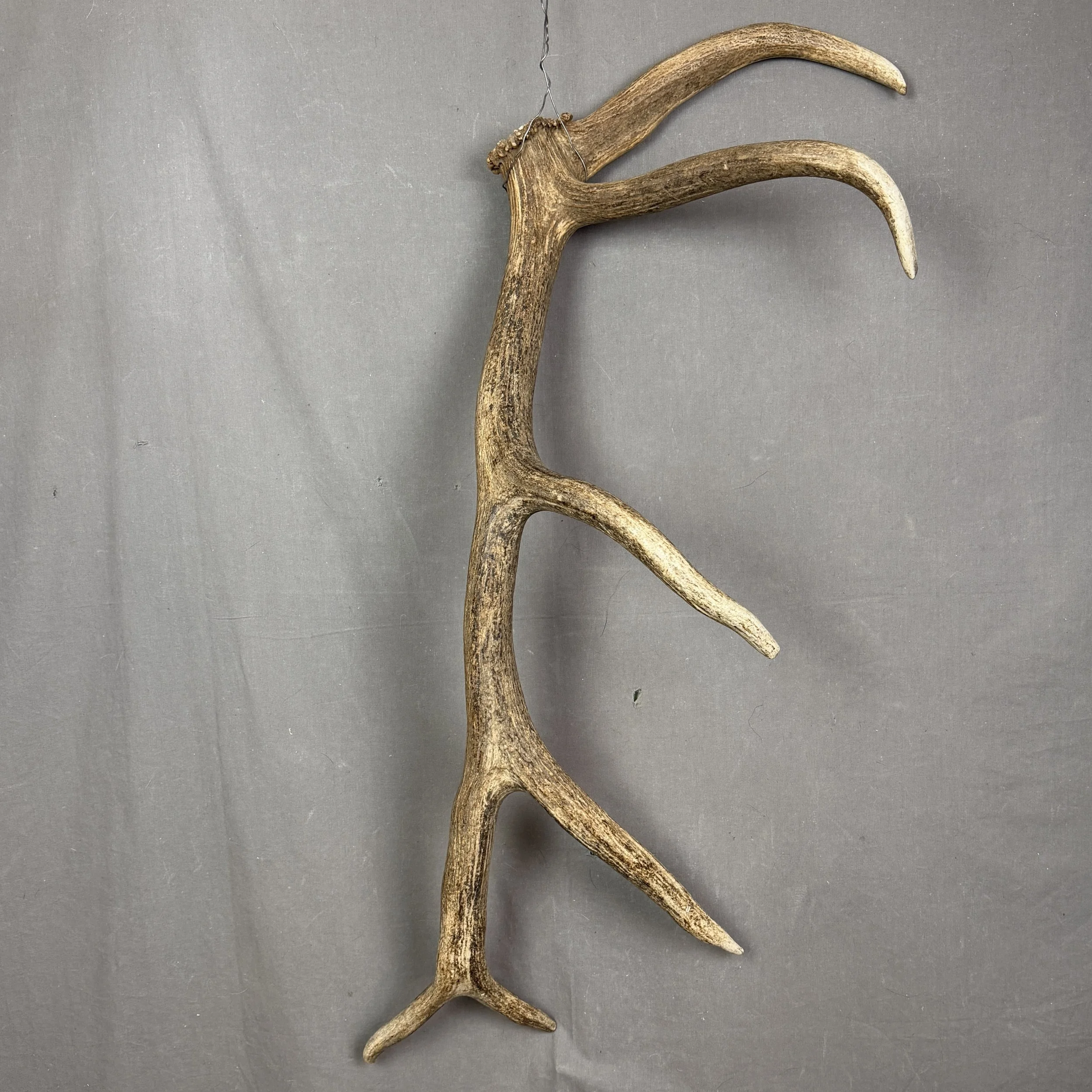 Elk Antler