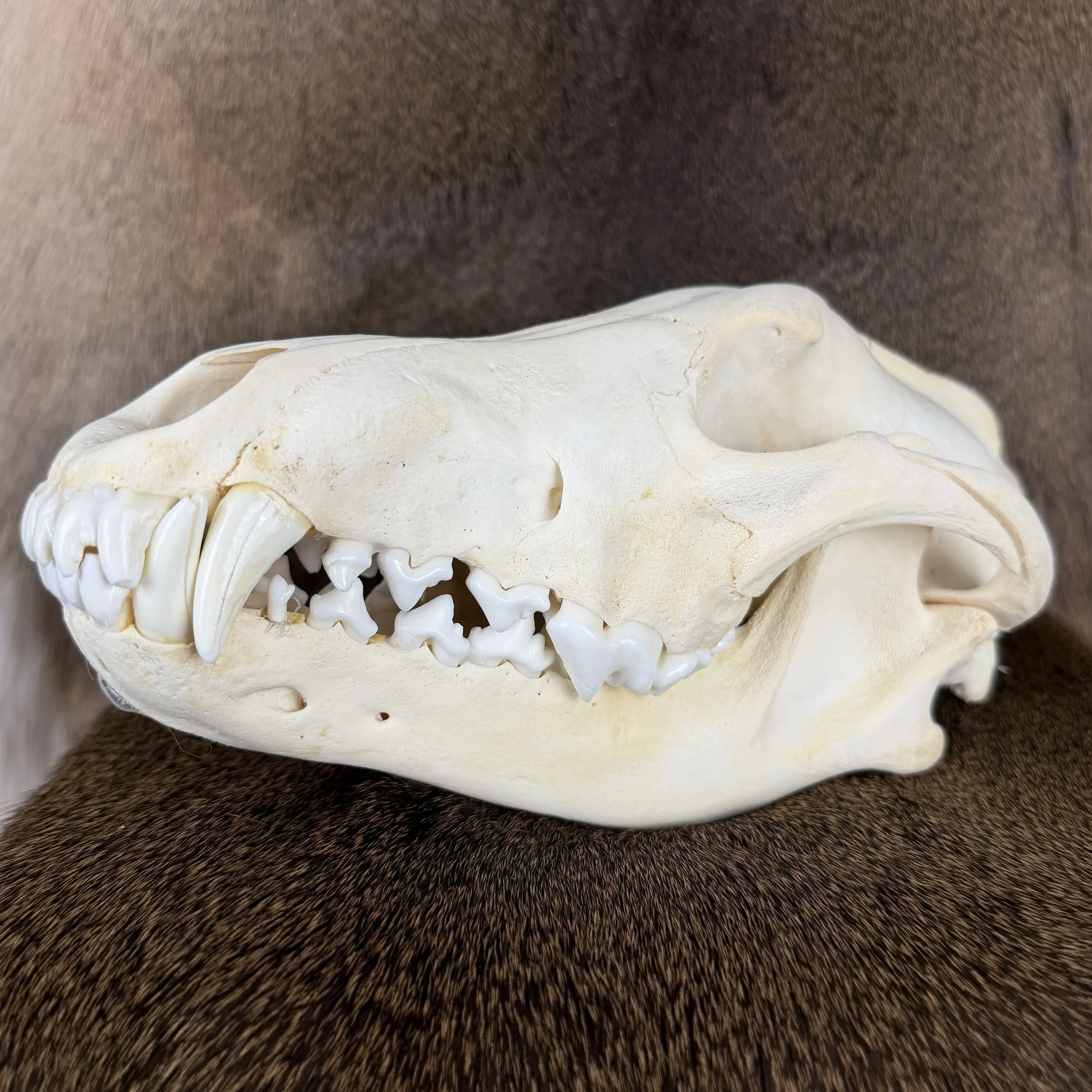wolf skull