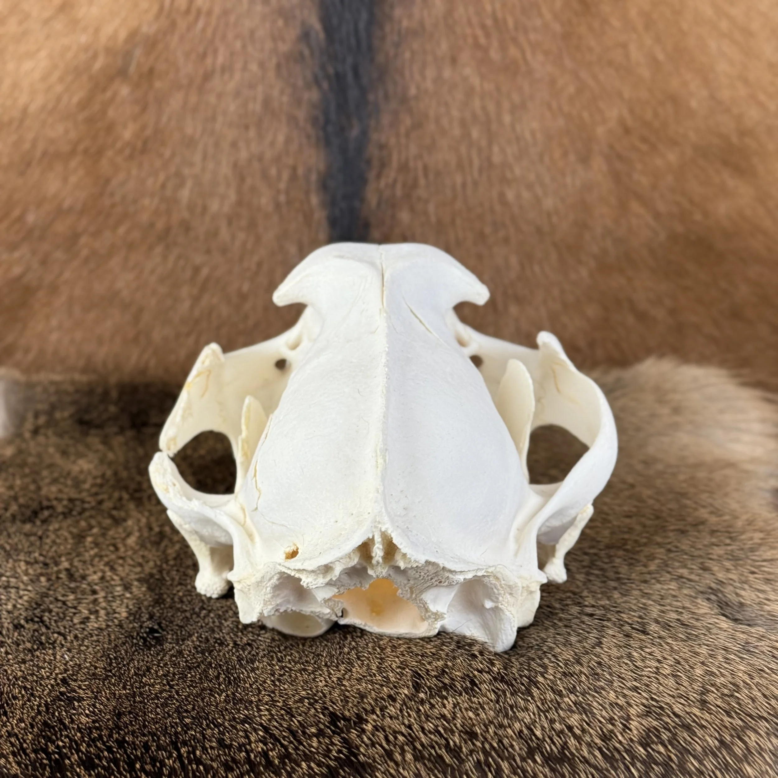 Cougar Skull