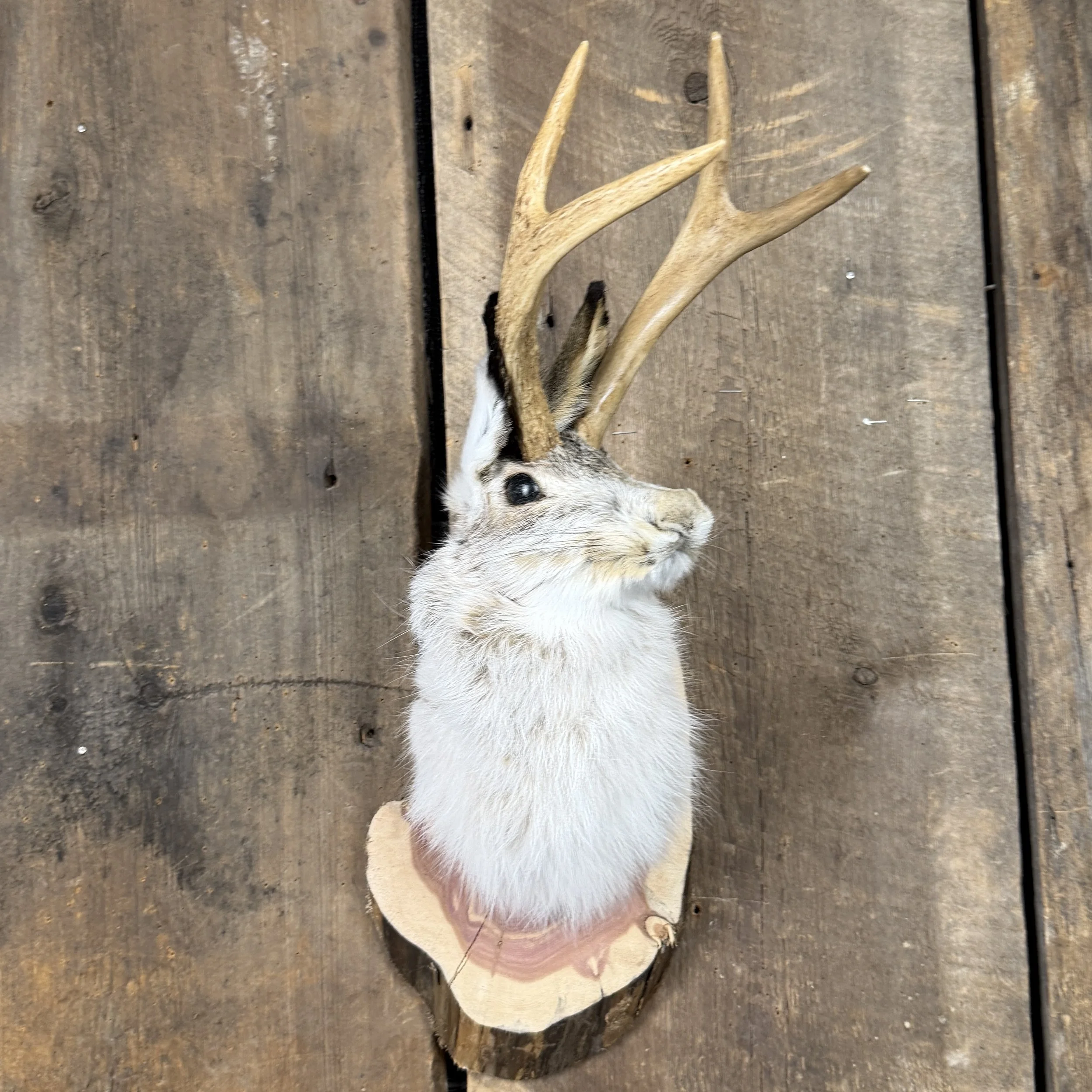 Jackalope Mount (Head Turned) SQ4850