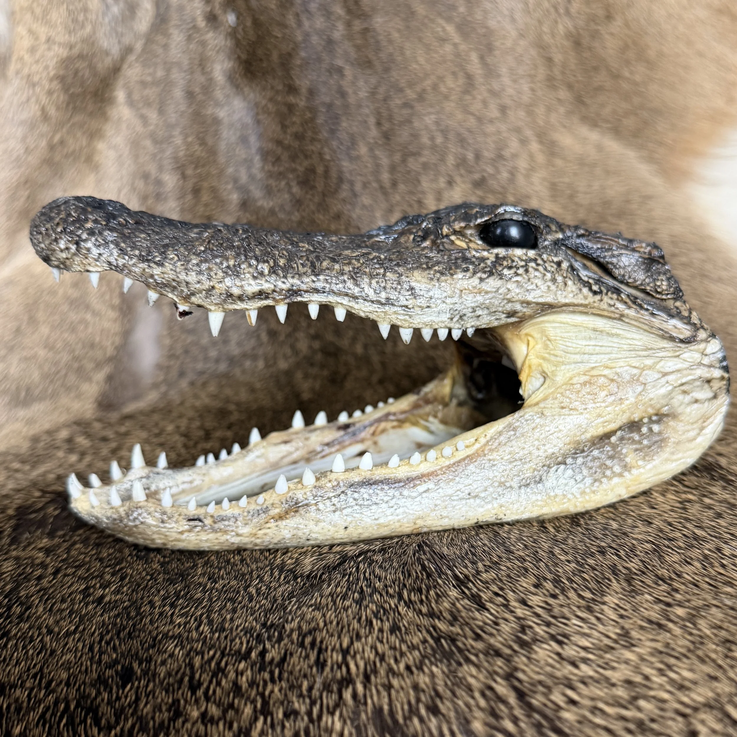 Alligator Head