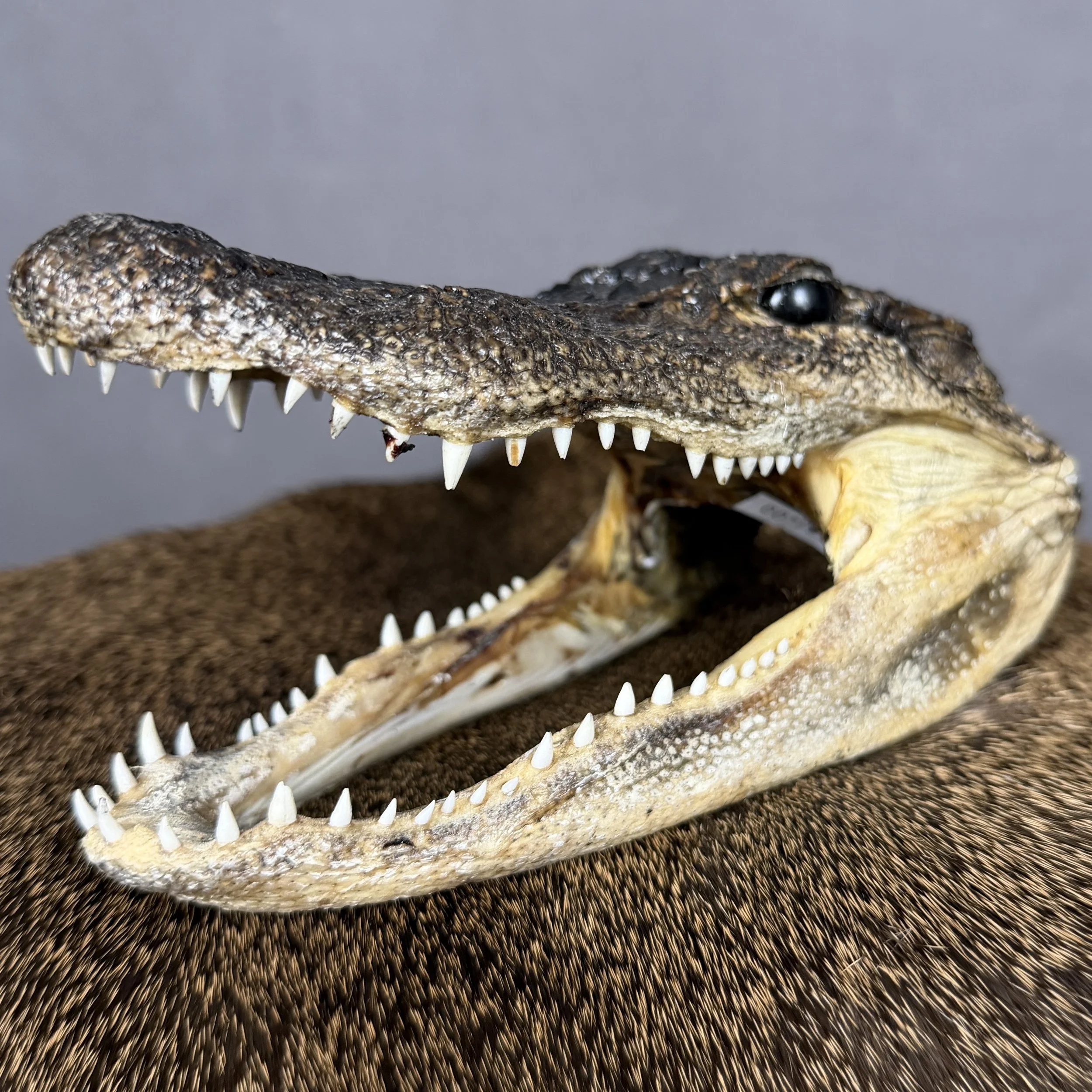 Alligator Head