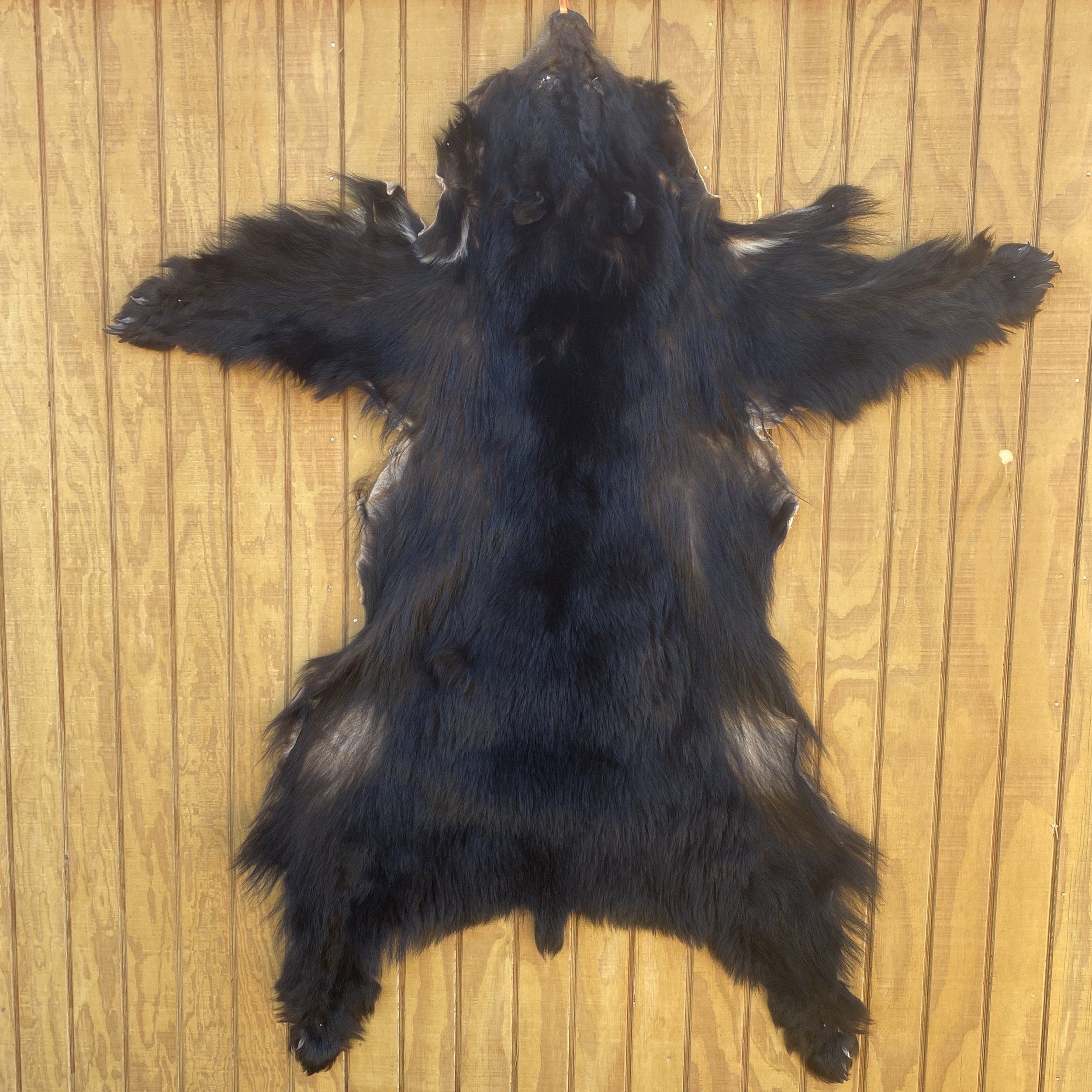 black bear hide