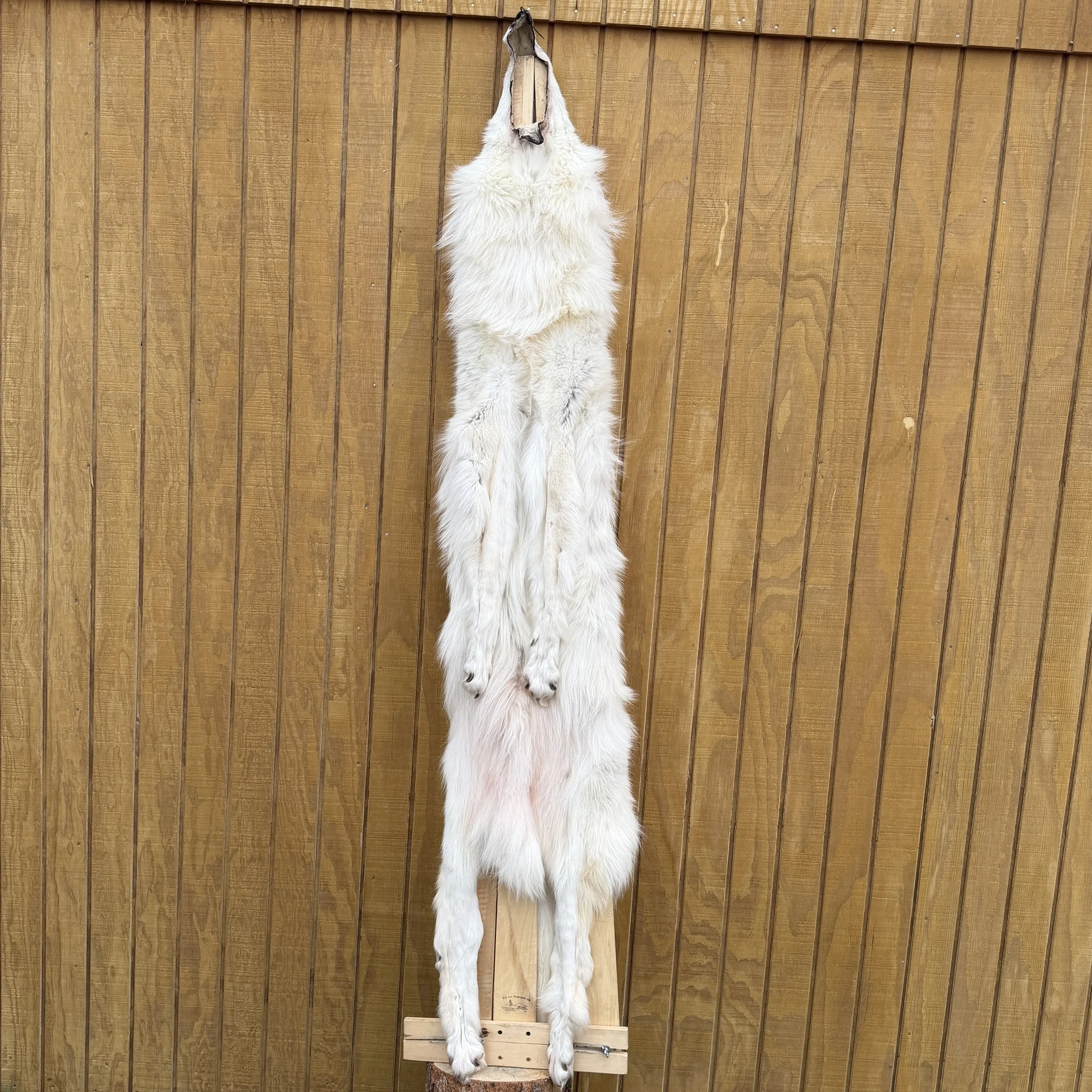 wolf pelt