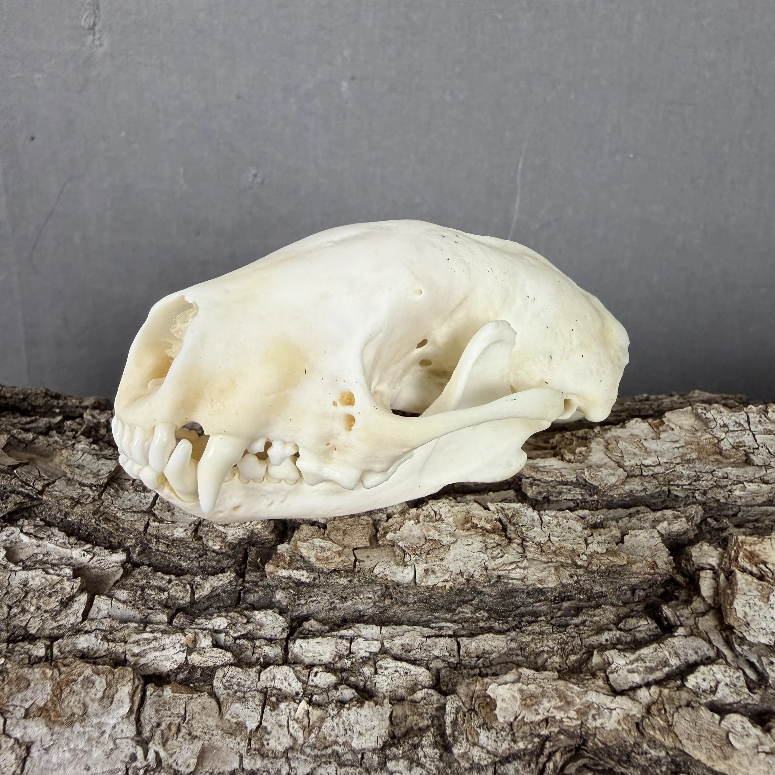 skunk skull