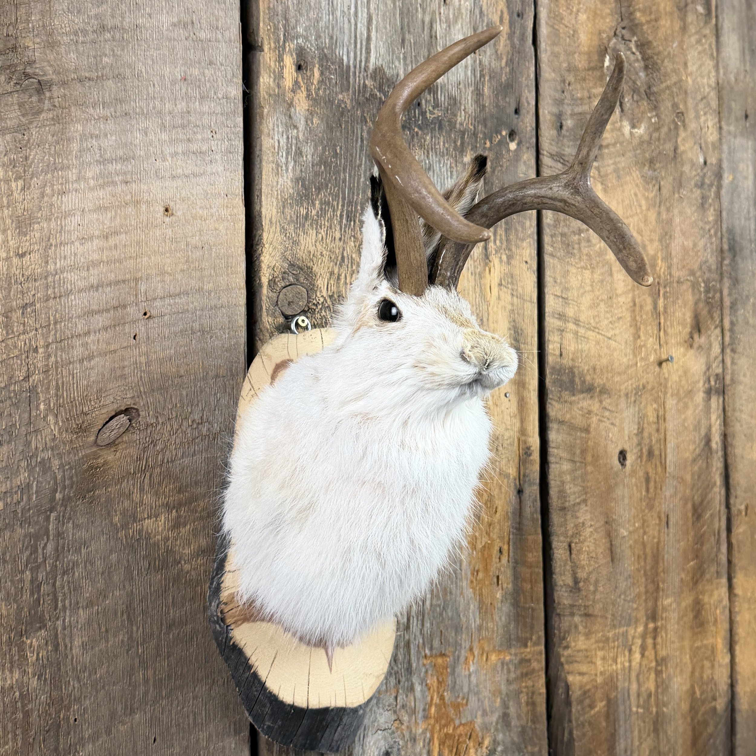 Jackalope Mount SQ0001