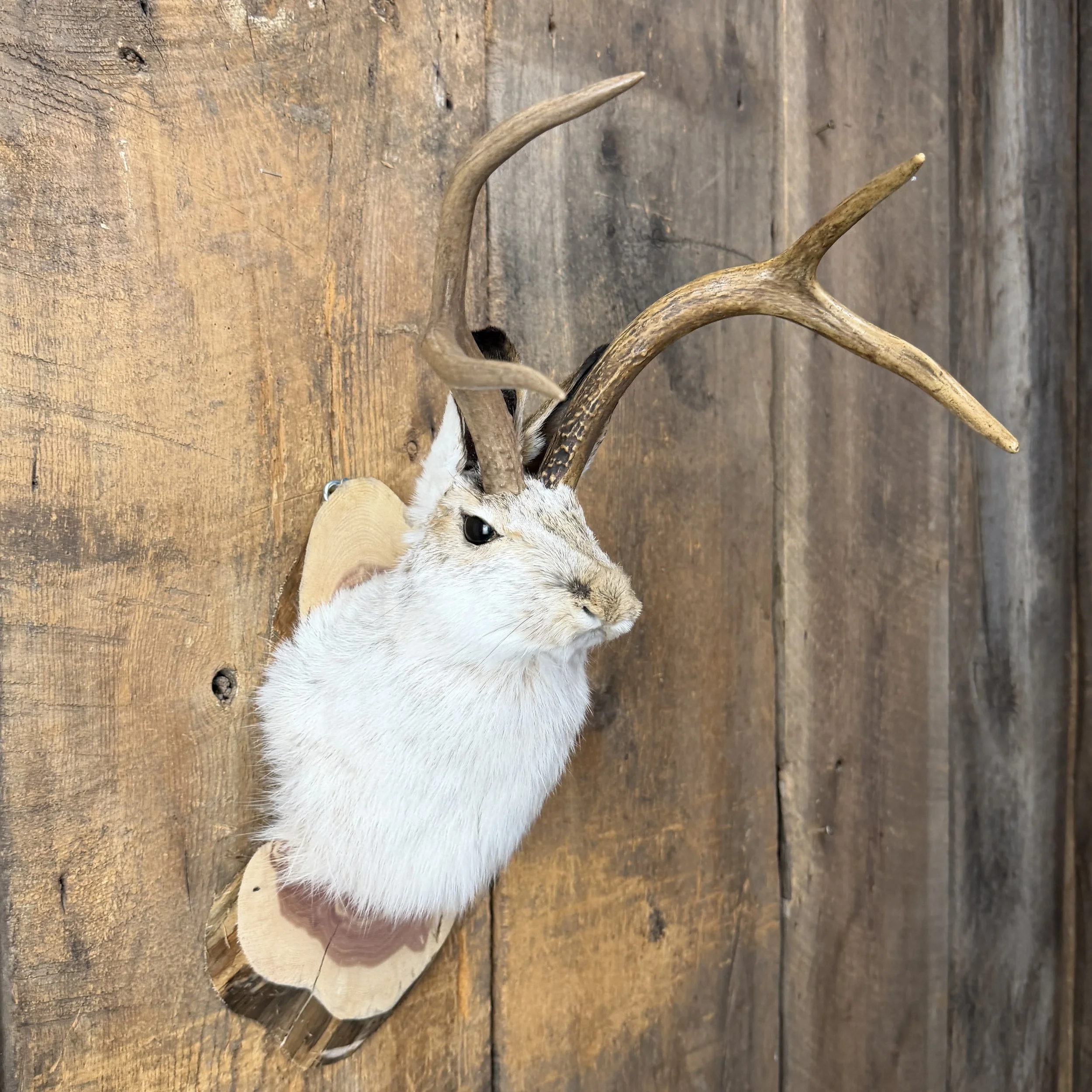 jackalope mount