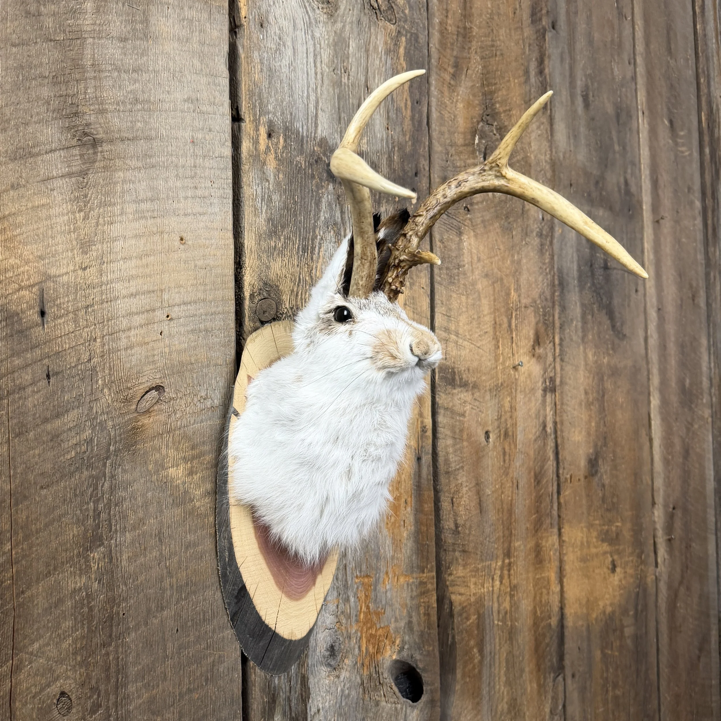 jackalope mount