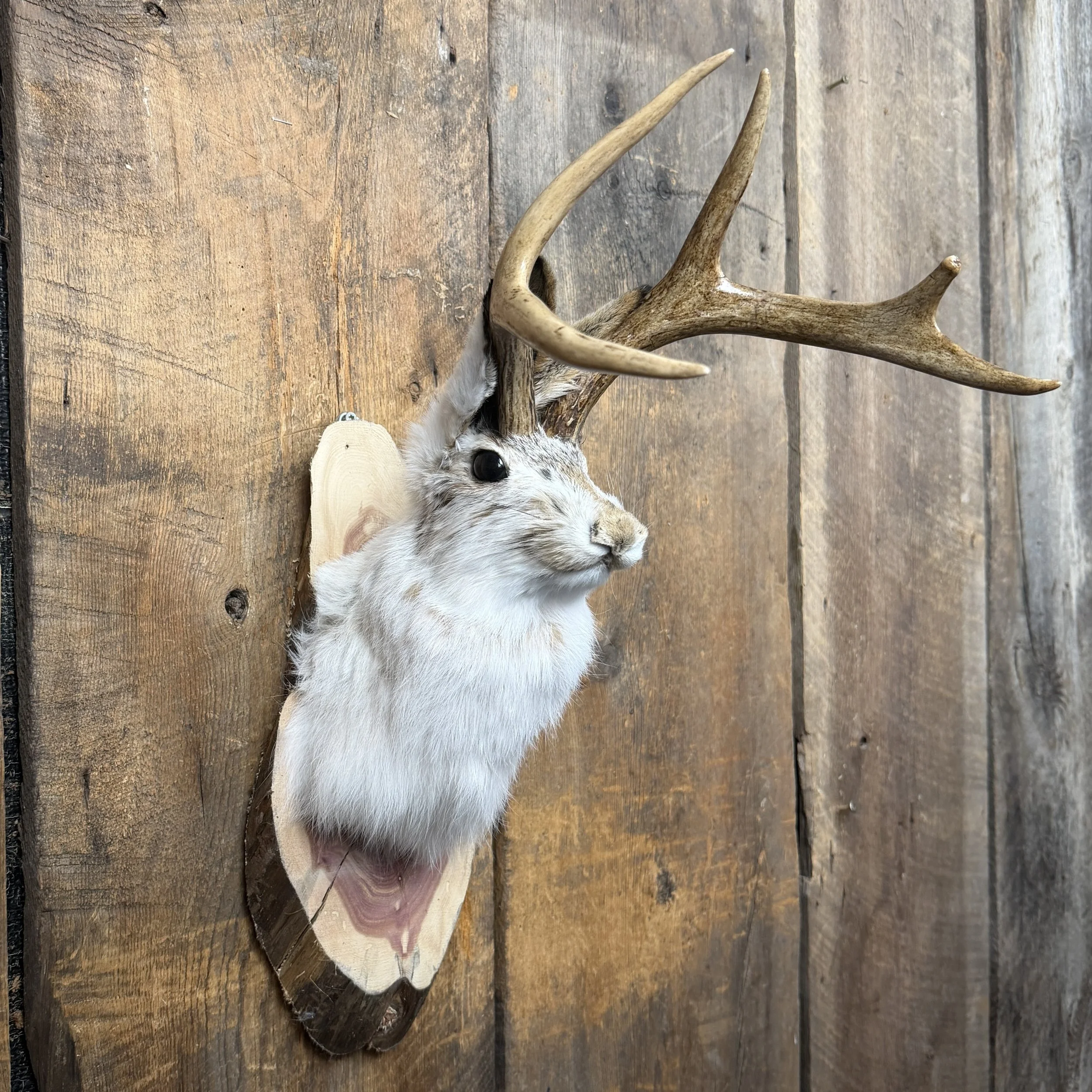 jackalope mount