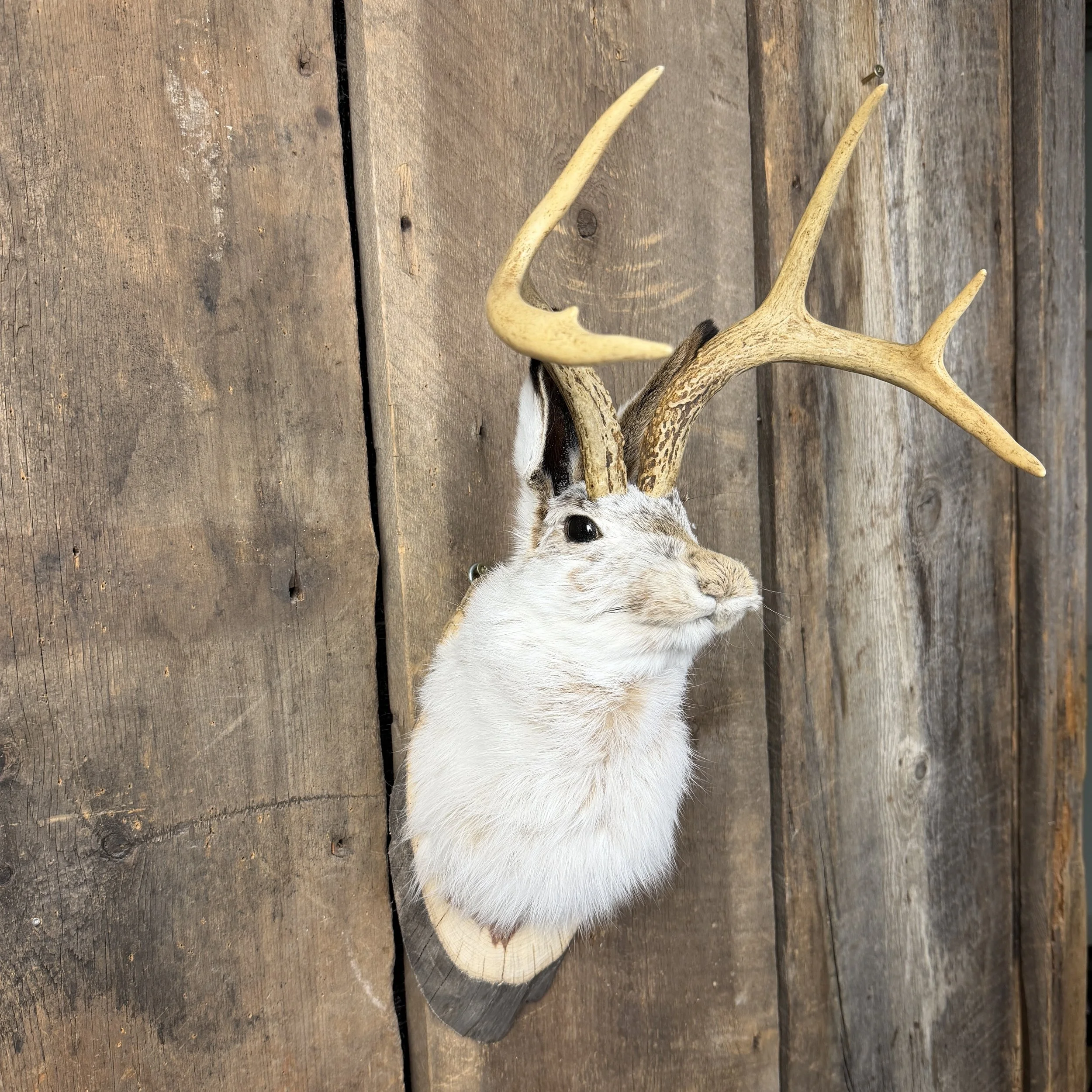 jackalope mount