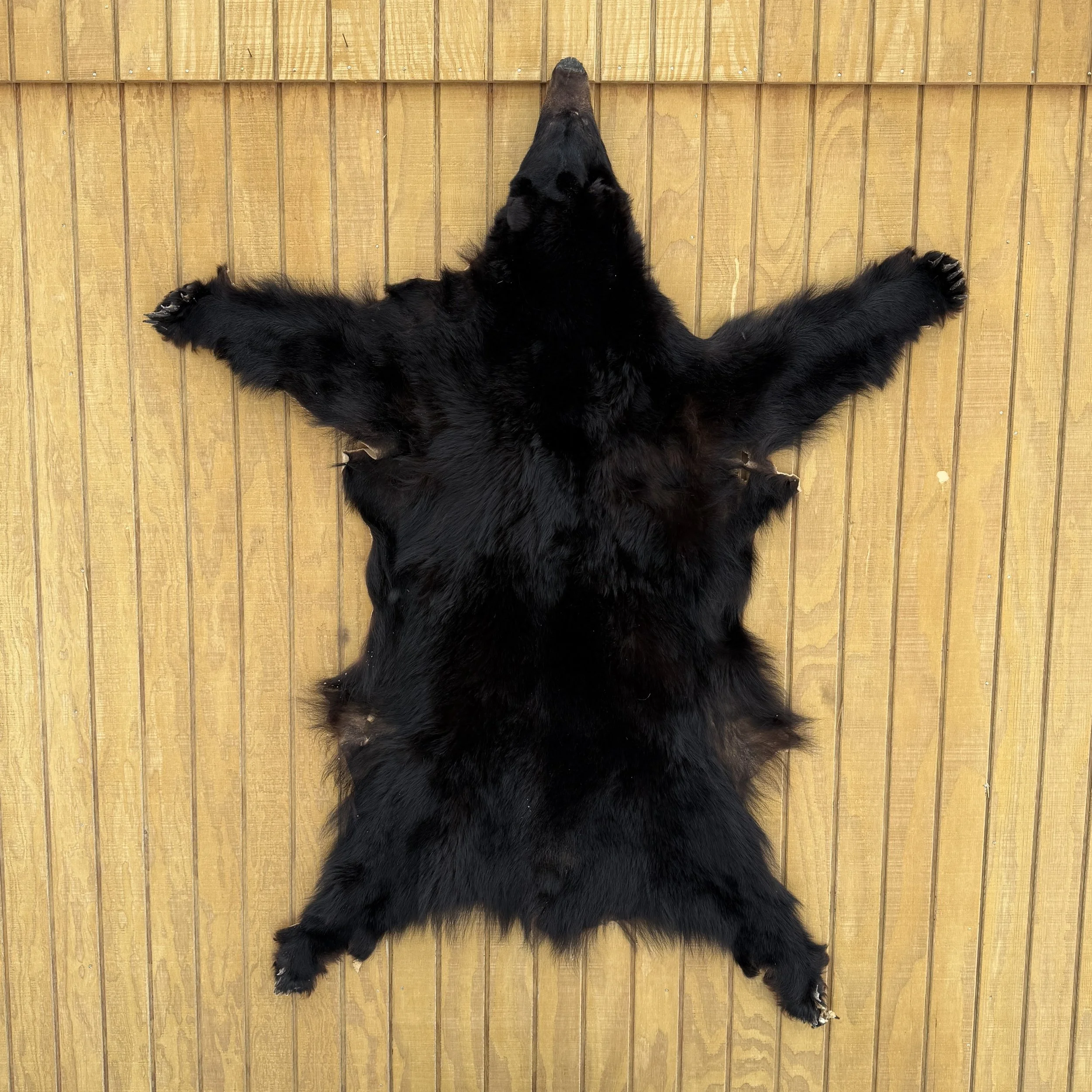 Black Bear Hide SQ8744