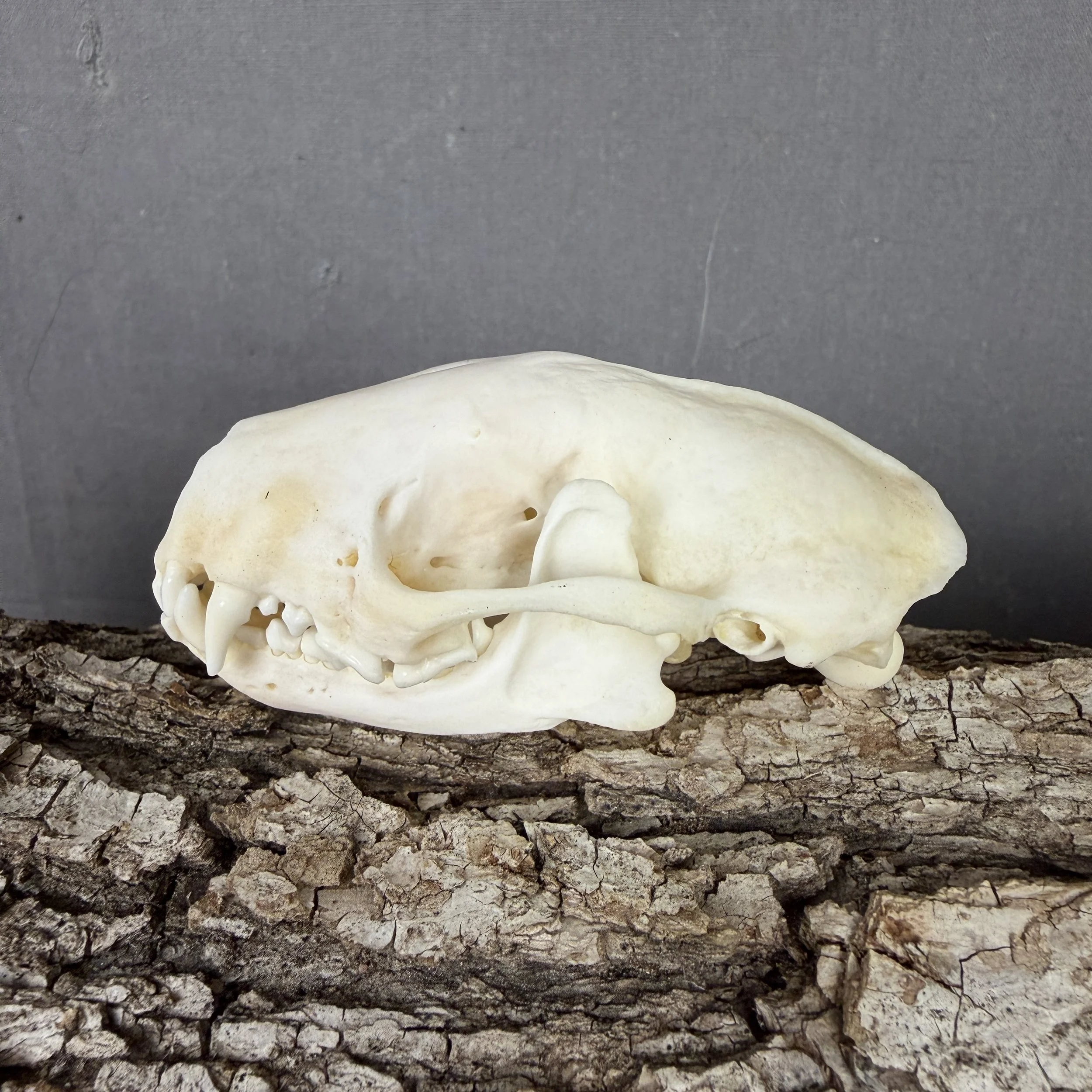 skunk skull