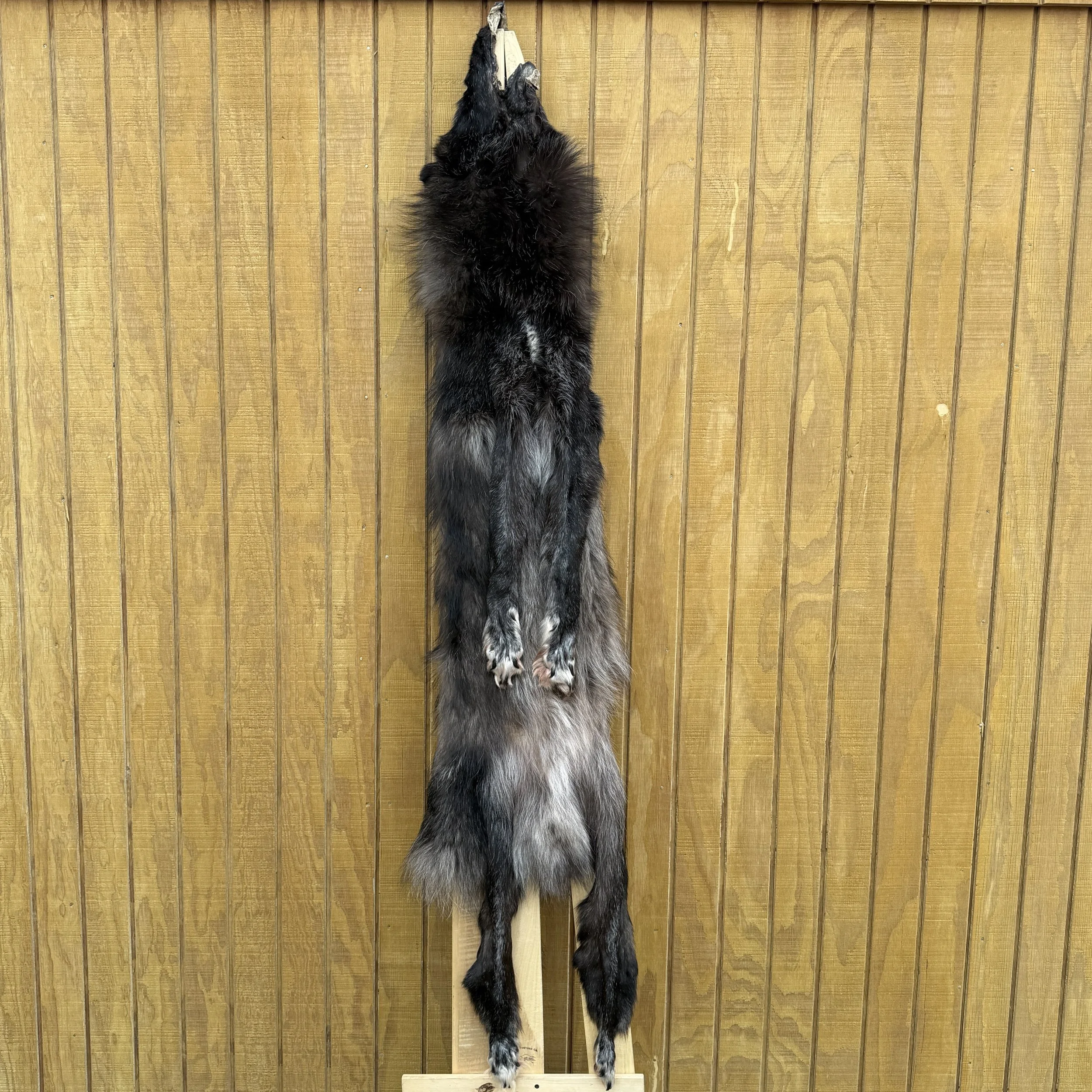 wolf pelt