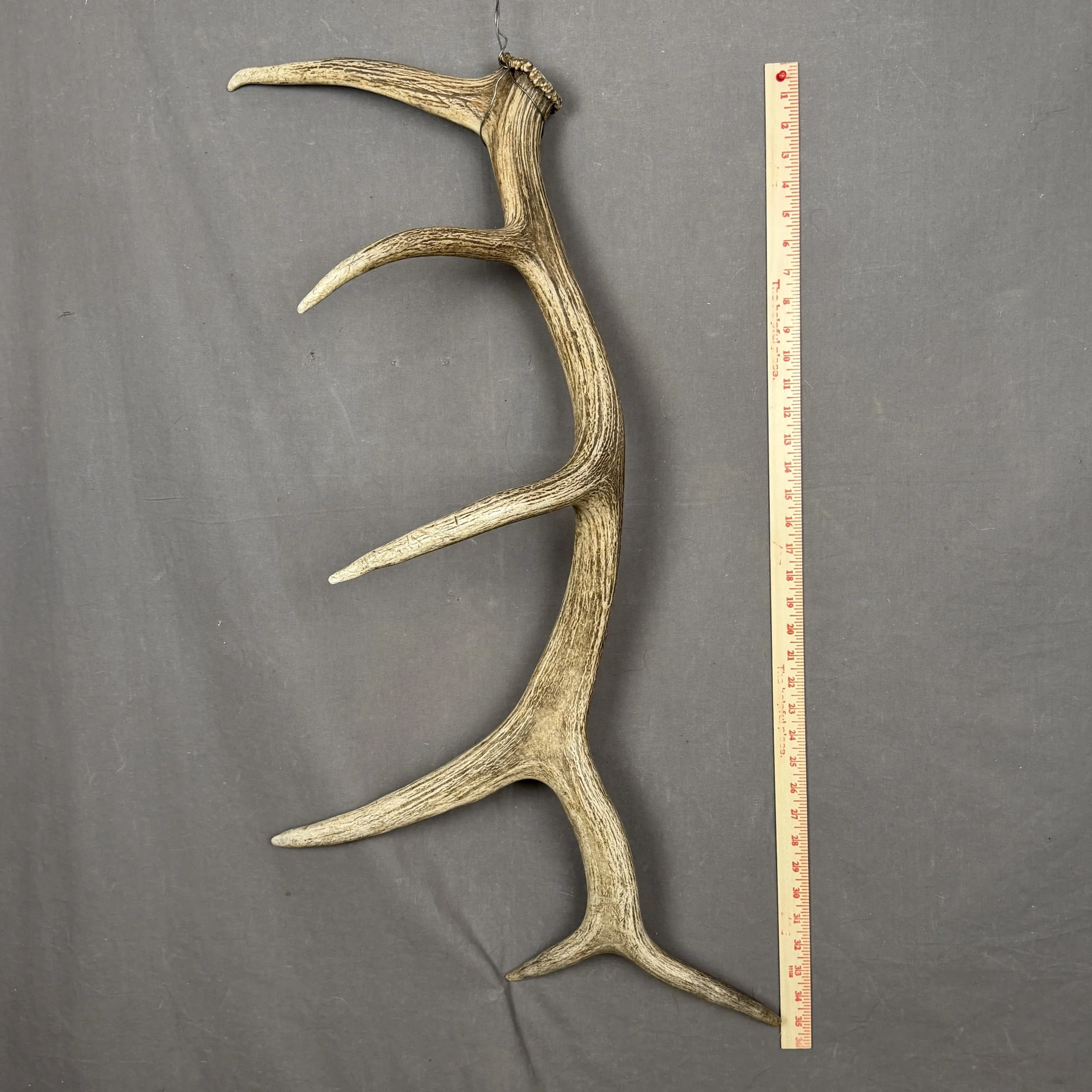 Elk Antler